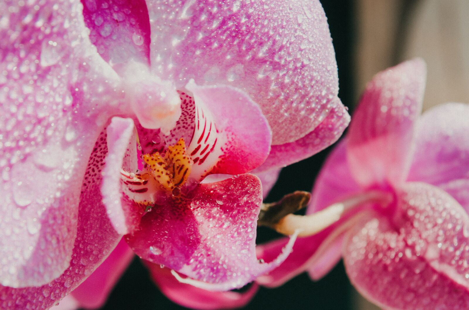 Nikon D5100 sample photo. Pink, flower, spring photography