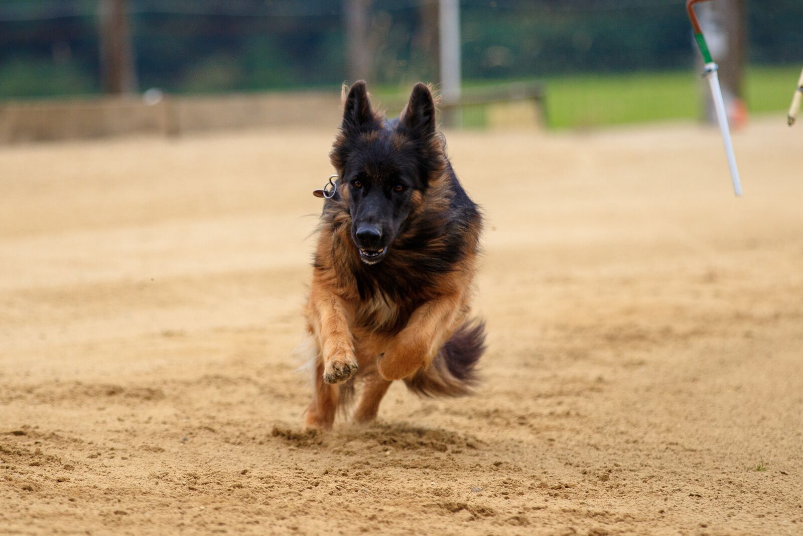 Canon EOS 80D sample photo. Dog, dog racing, animal photography