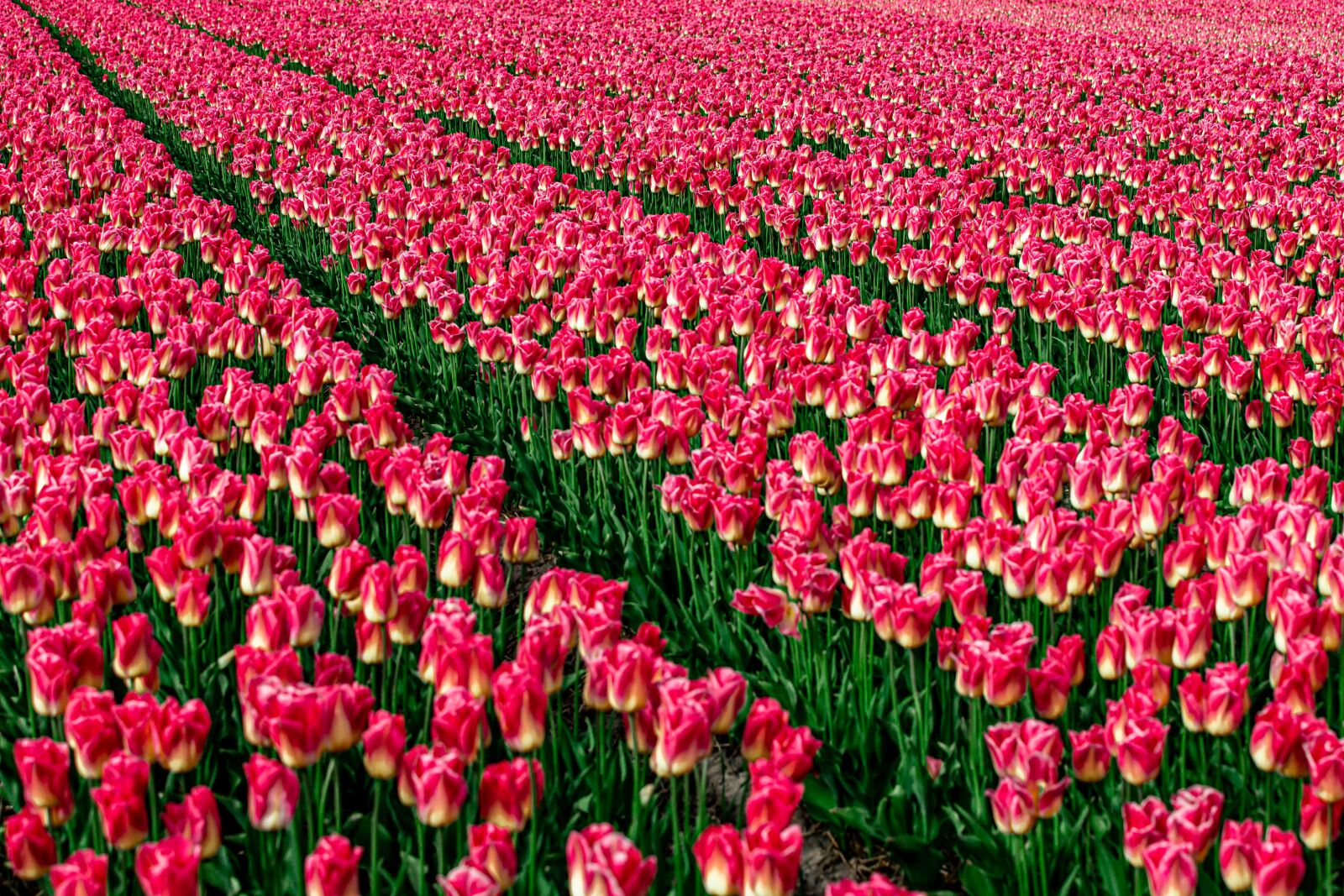 Canon EOS 6D Mark II + Canon EF 70-200mm F2.8L USM sample photo. Tulips, flowers, tulip field photography