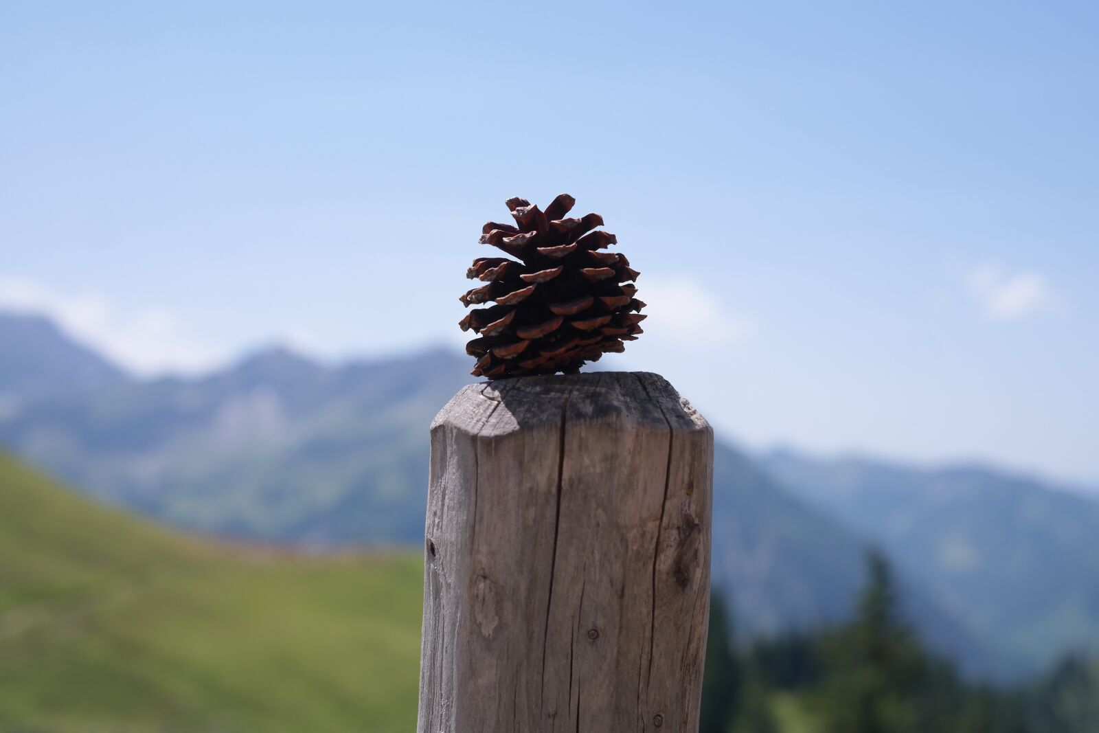 Samsung NX300 sample photo. Pine cones, tap, strobilus photography