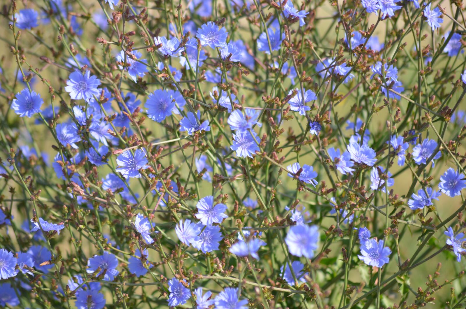 Nikon D5100 sample photo. Flowers, blue, blooming photography