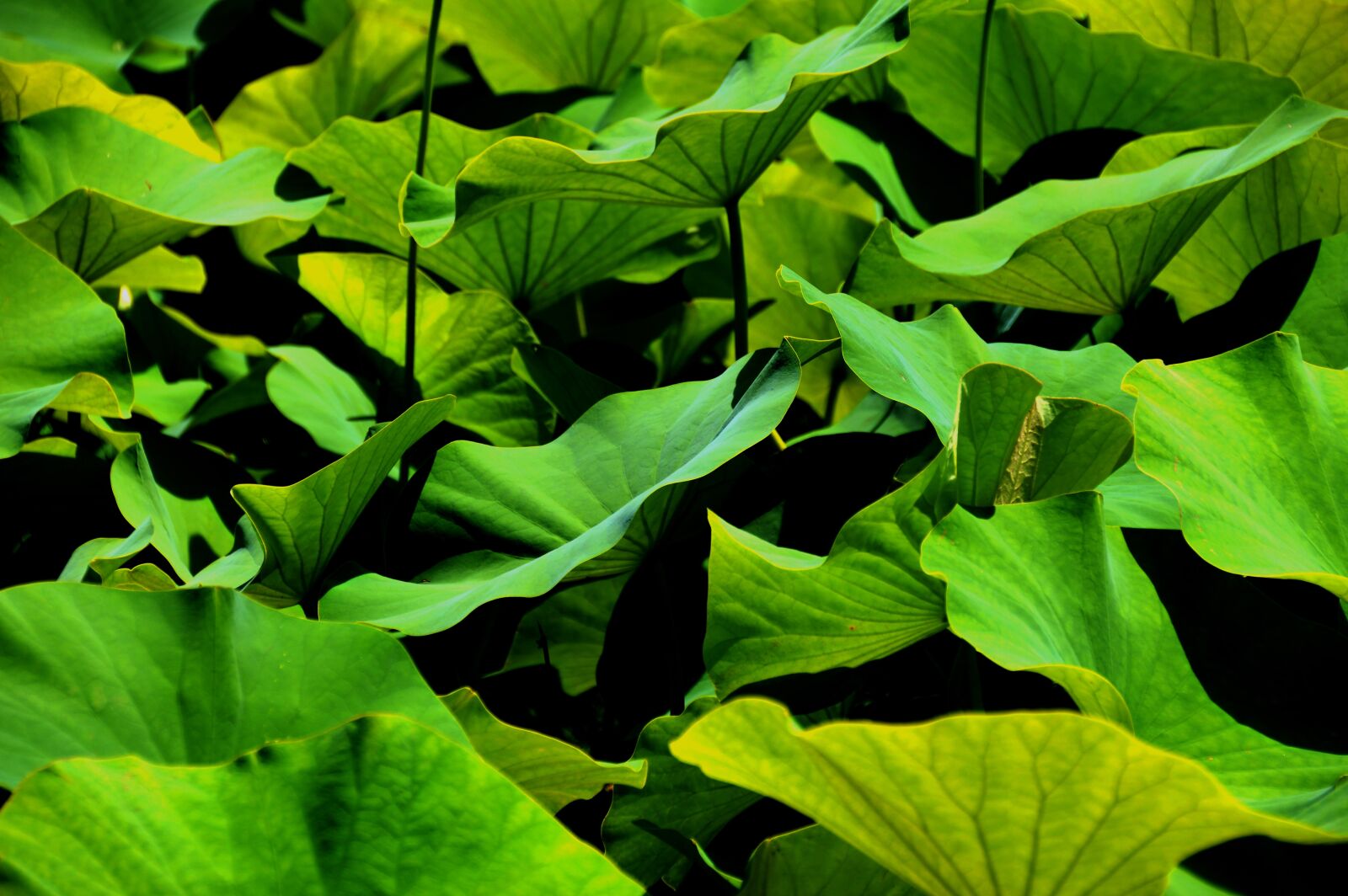 Nikon D3200 sample photo. Leaf, bio, green photography