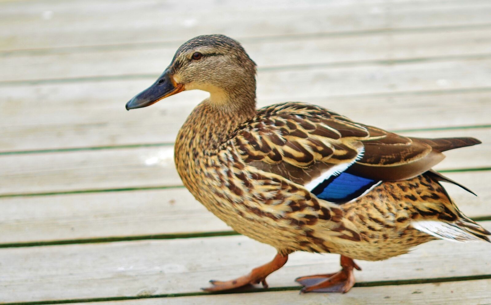 Nikon D7000 sample photo. Duck, animal, bird photography