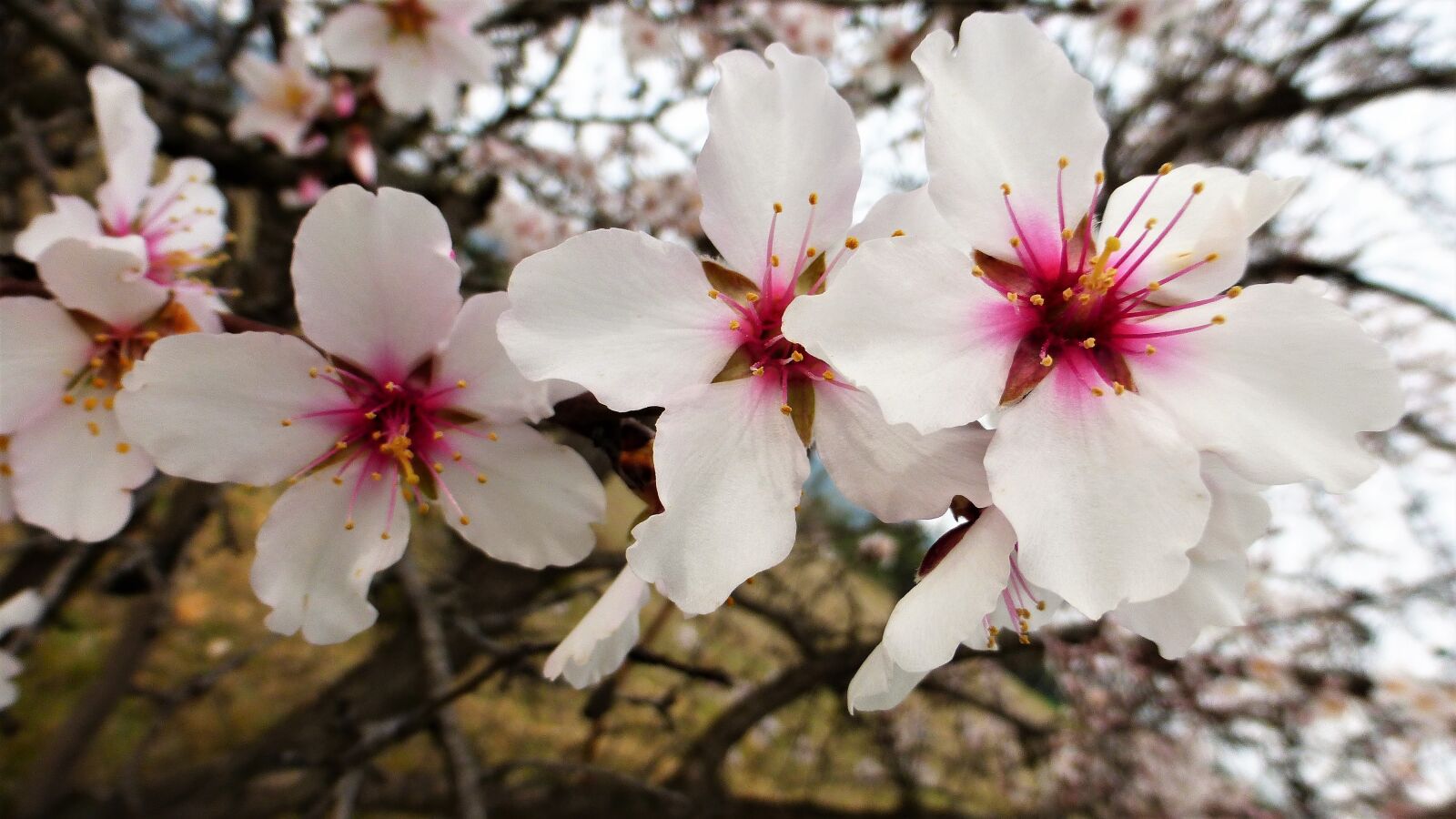 Panasonic Lumix DMC-ZS25 (Lumix DMC-TZ35) sample photo. Flower, plant, nature photography