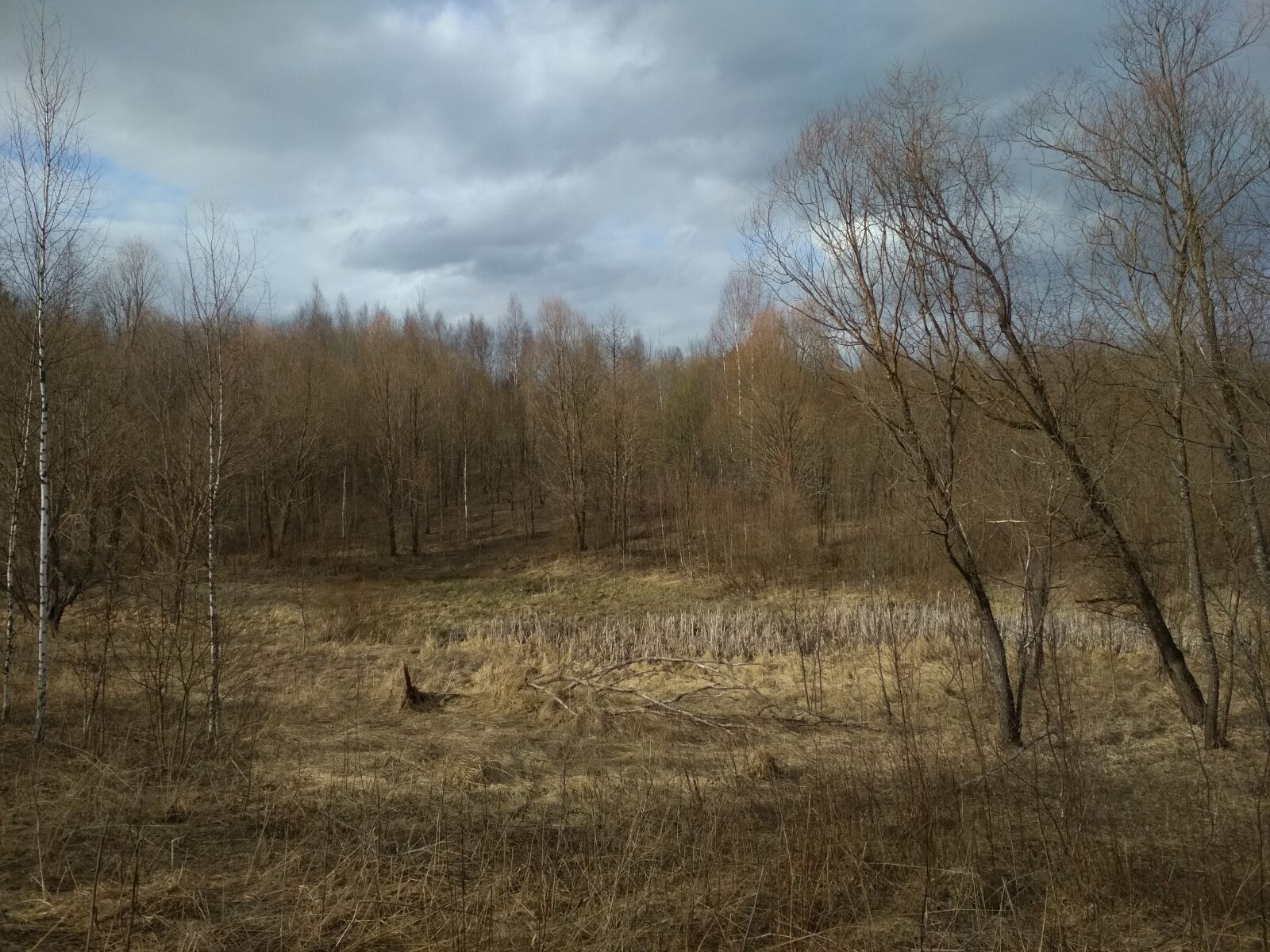 Xiaomi Redmi 4X sample photo. Field, ₽ trees, partly cloudy photography