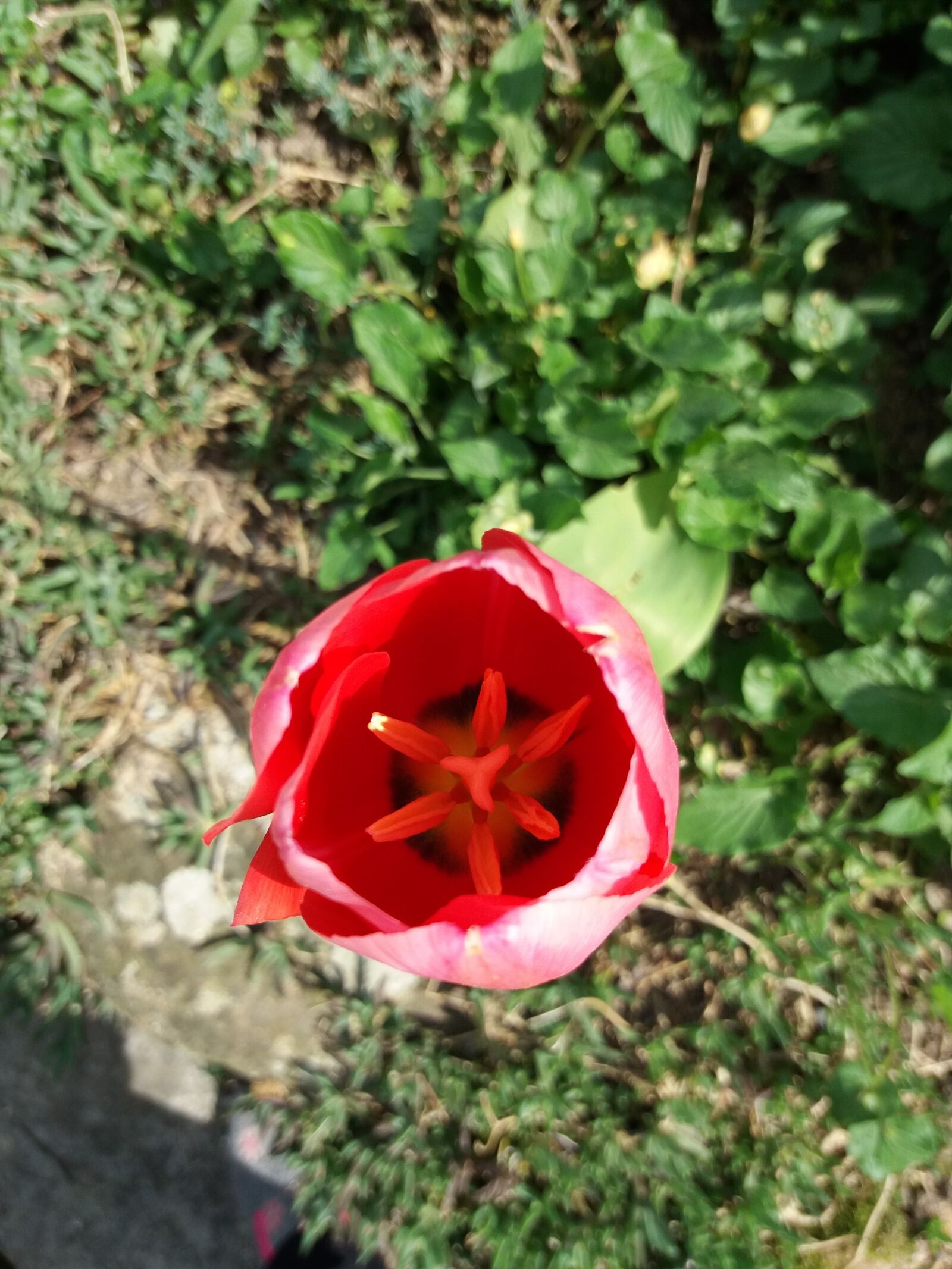 Samsung Galaxy J5(2016) sample photo. Tulip, heart, top view photography