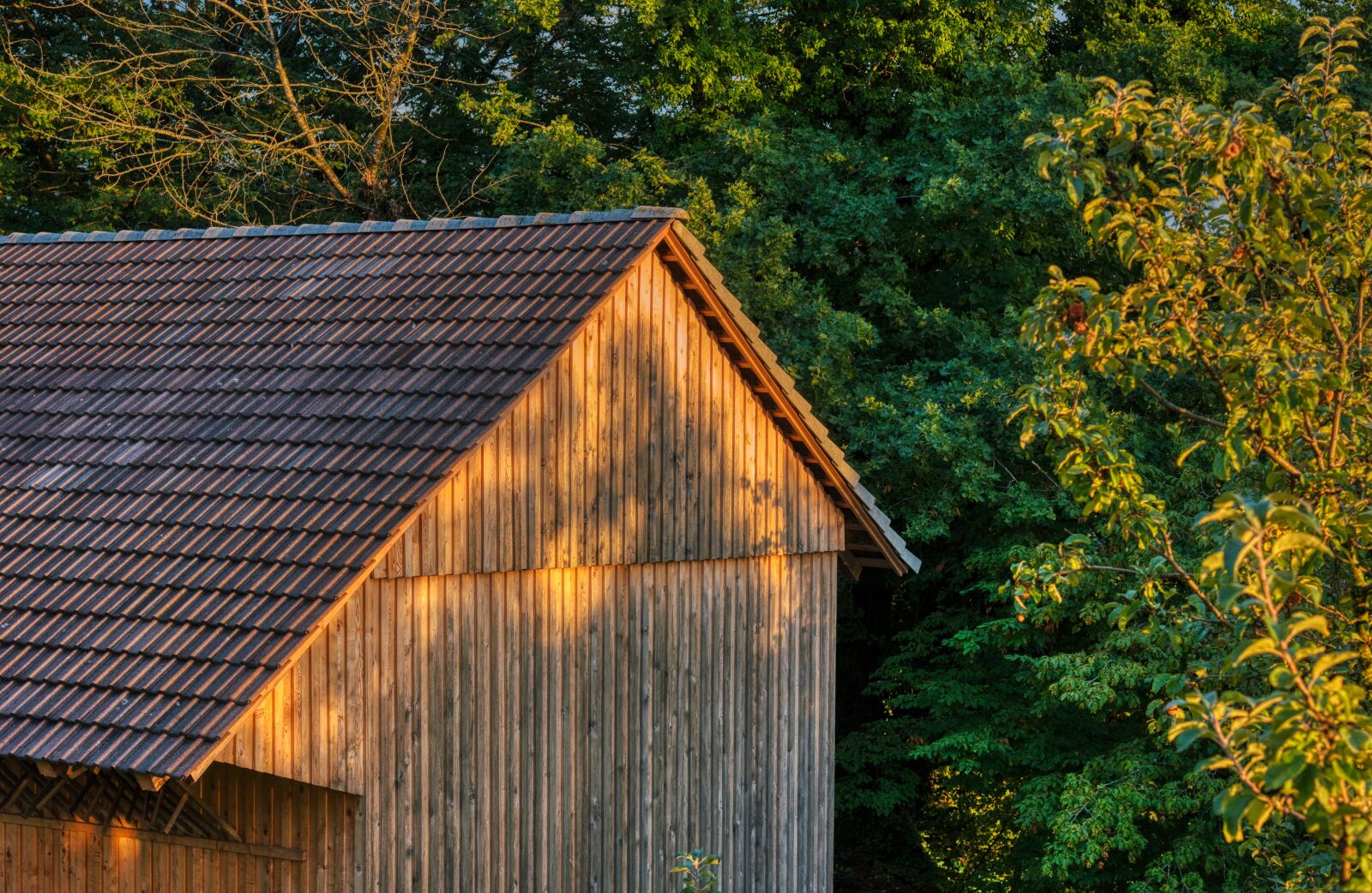 Nikon D750 sample photo. Evening sun, barn, trees photography