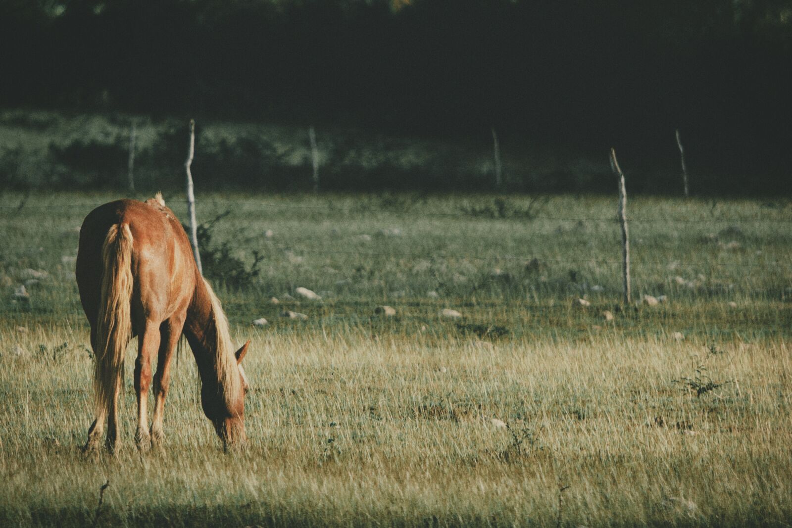 Nikon D70s sample photo. Horse, grass, field photography