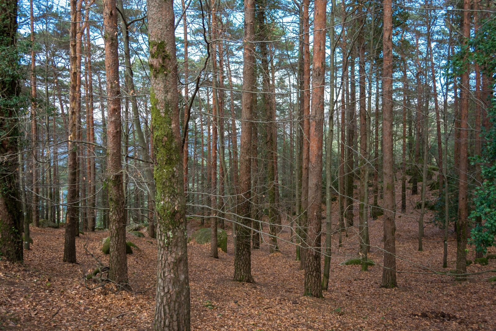 Nikon D7100 sample photo. Mountain, nature, trees photography