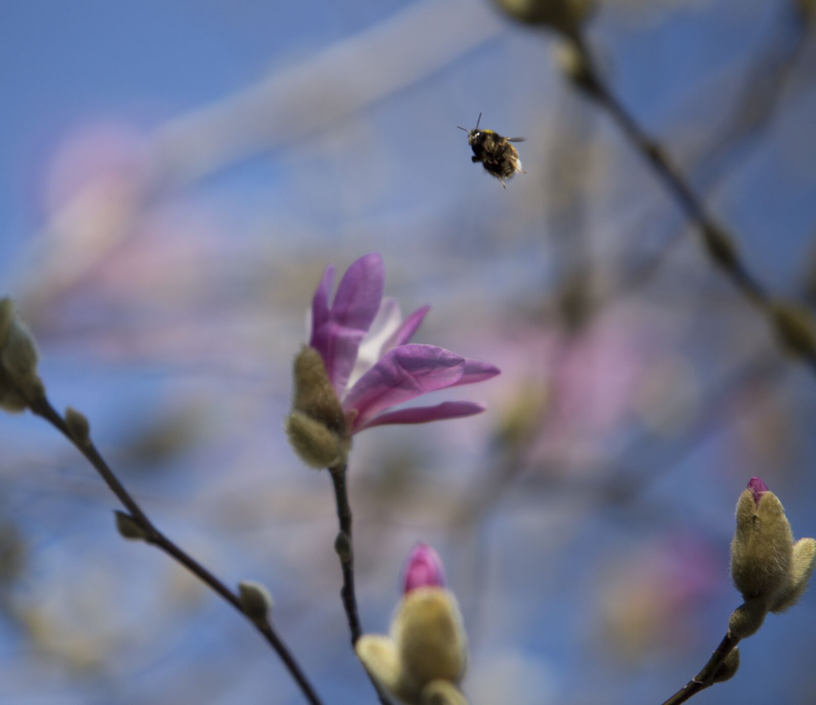 Canon EOS 6D sample photo. Magnolias, flower, spring photography
