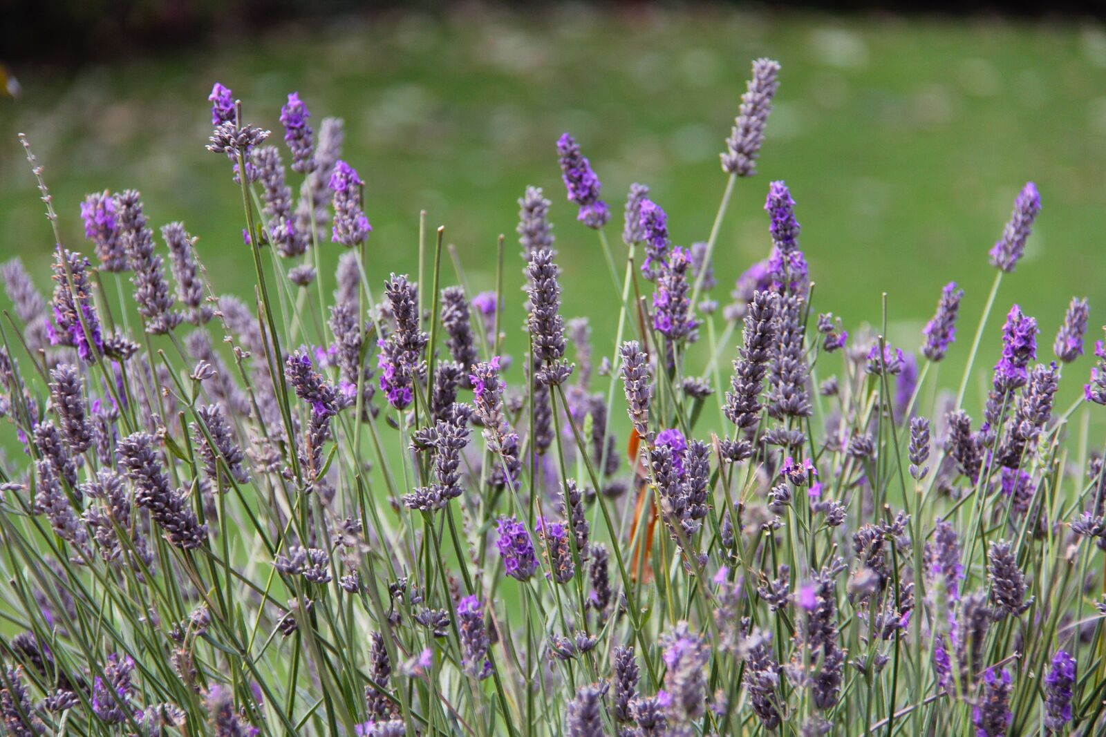 Canon EF-S 18-200mm F3.5-5.6 IS sample photo. Lavender, farm, beautiful photography