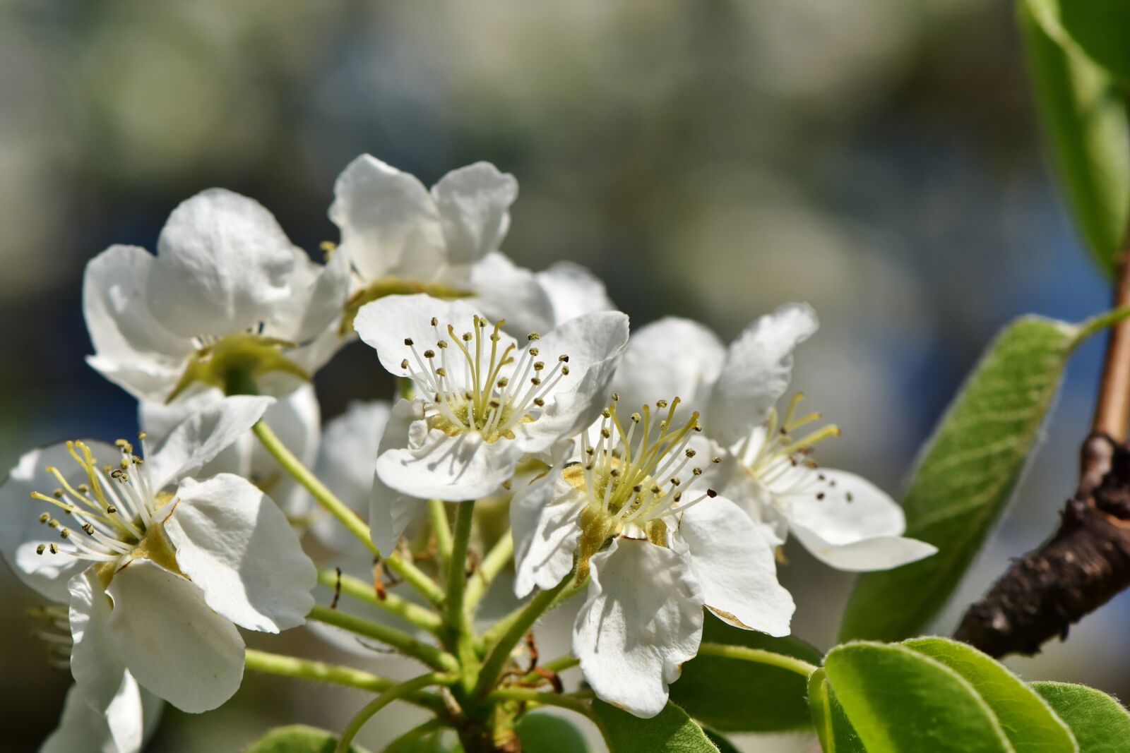 Nikon D7200 sample photo. Apple blossoms, apple tree photography