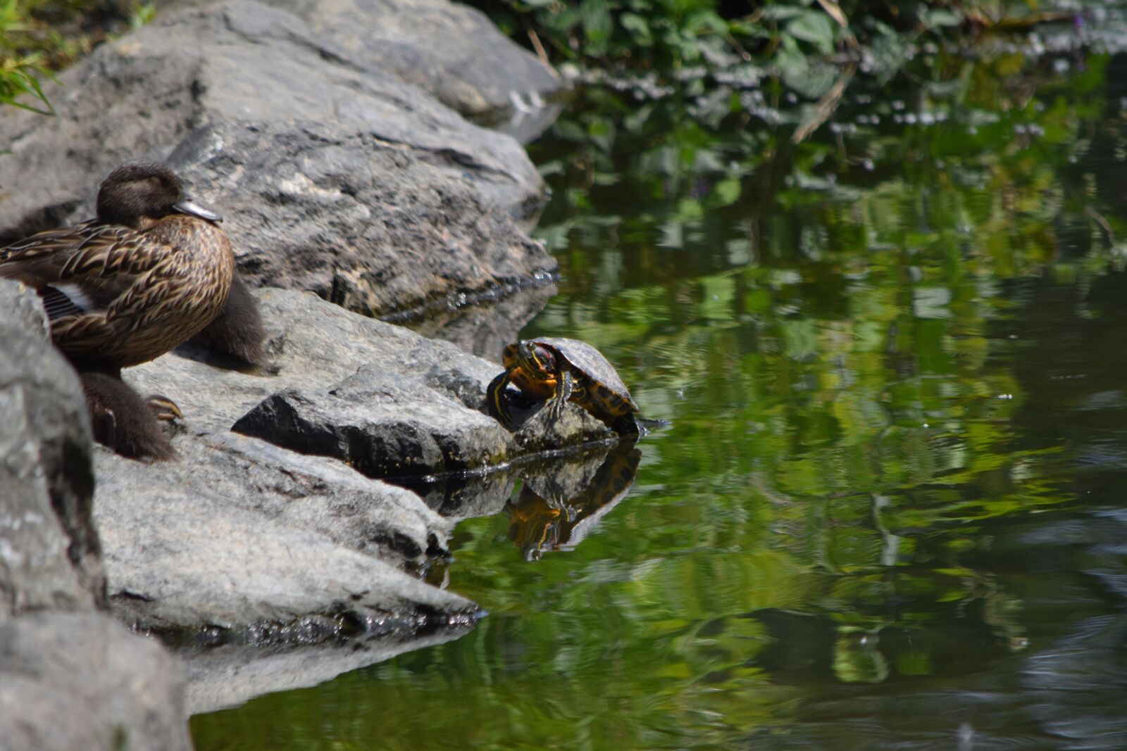 Nikon D5600 sample photo. Mama duck, sunning on photography