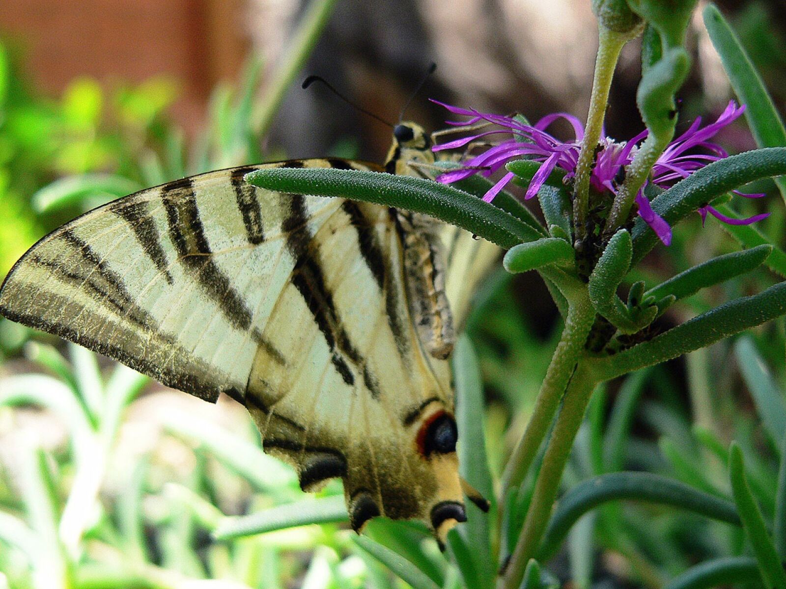 Panasonic DMC-FZ20 sample photo. Butterfly, insect, wings photography