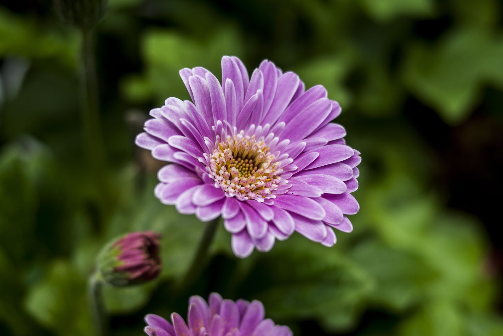 Nikon D60 sample photo. Beauty flower, plant, nature photography