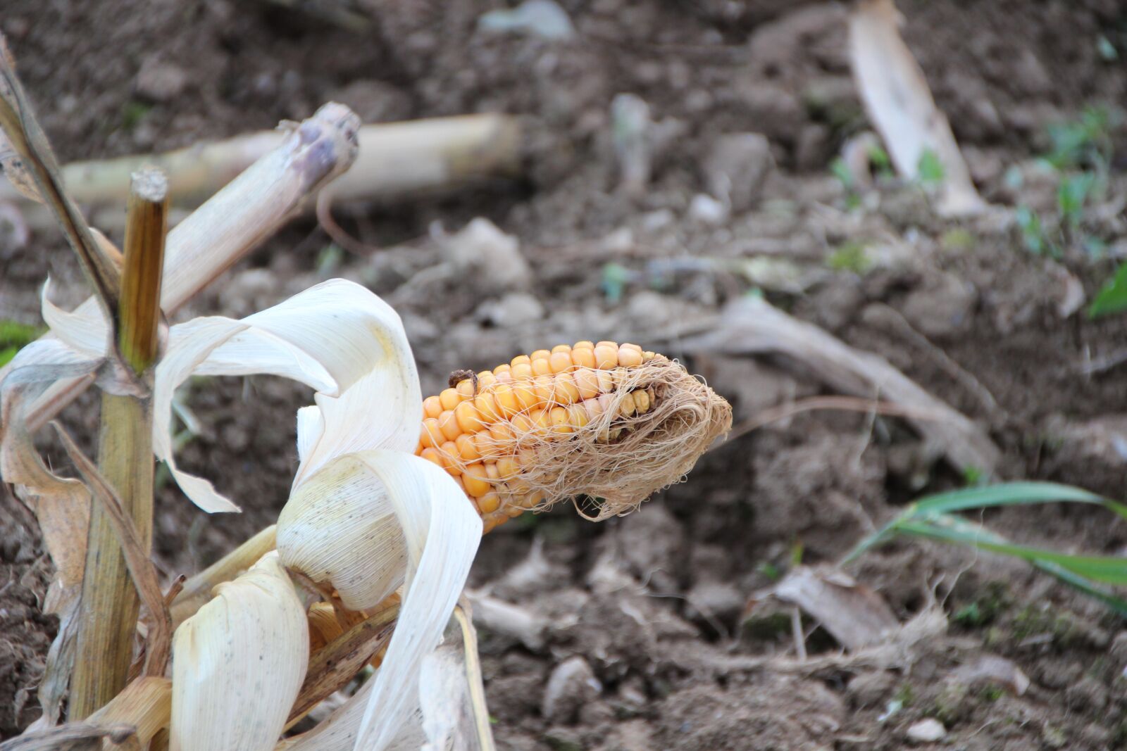 Canon EOS 600D (Rebel EOS T3i / EOS Kiss X5) sample photo. Corn on the cob photography