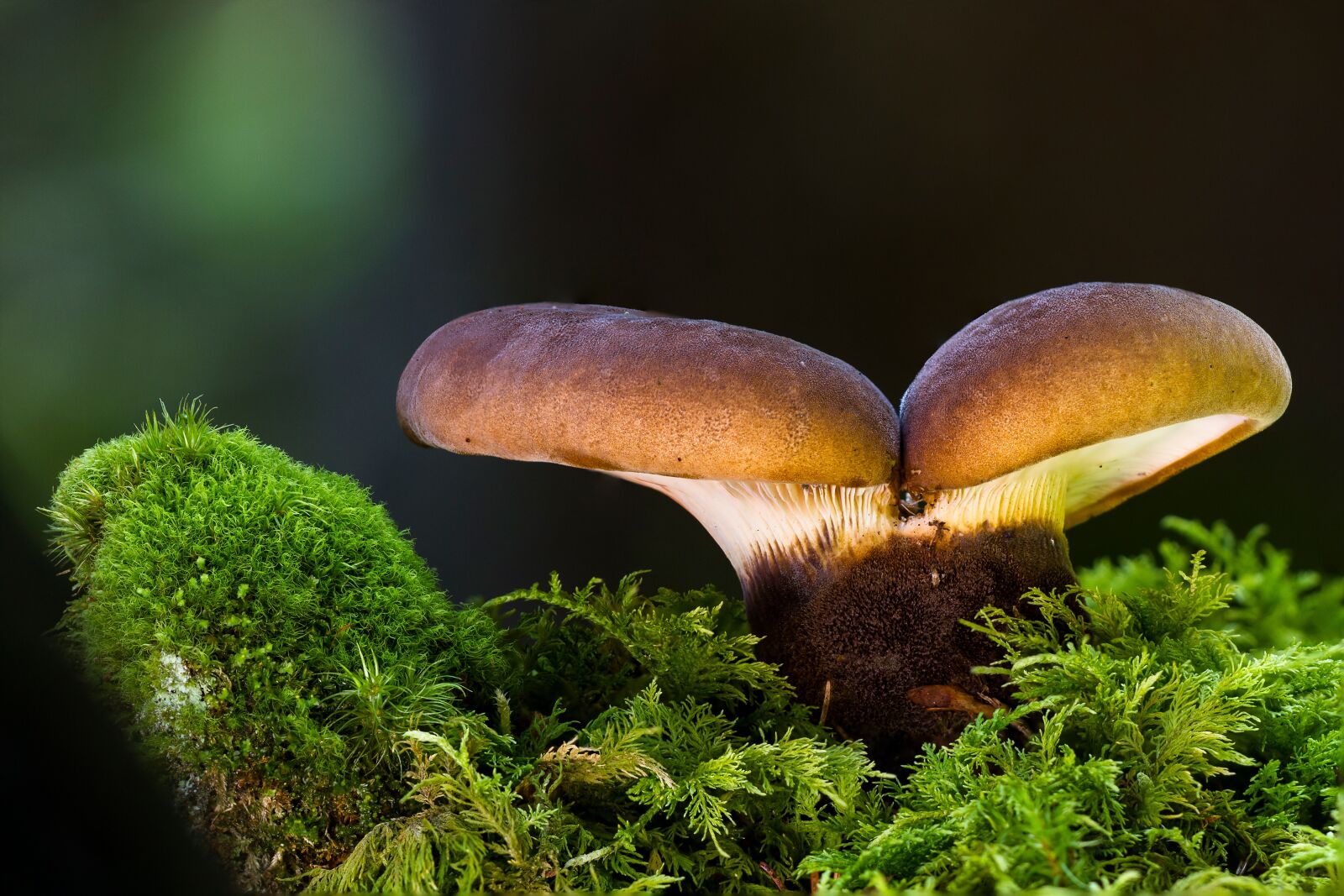 Canon EOS 7D sample photo. Mushroom, moss, forest mushroom photography