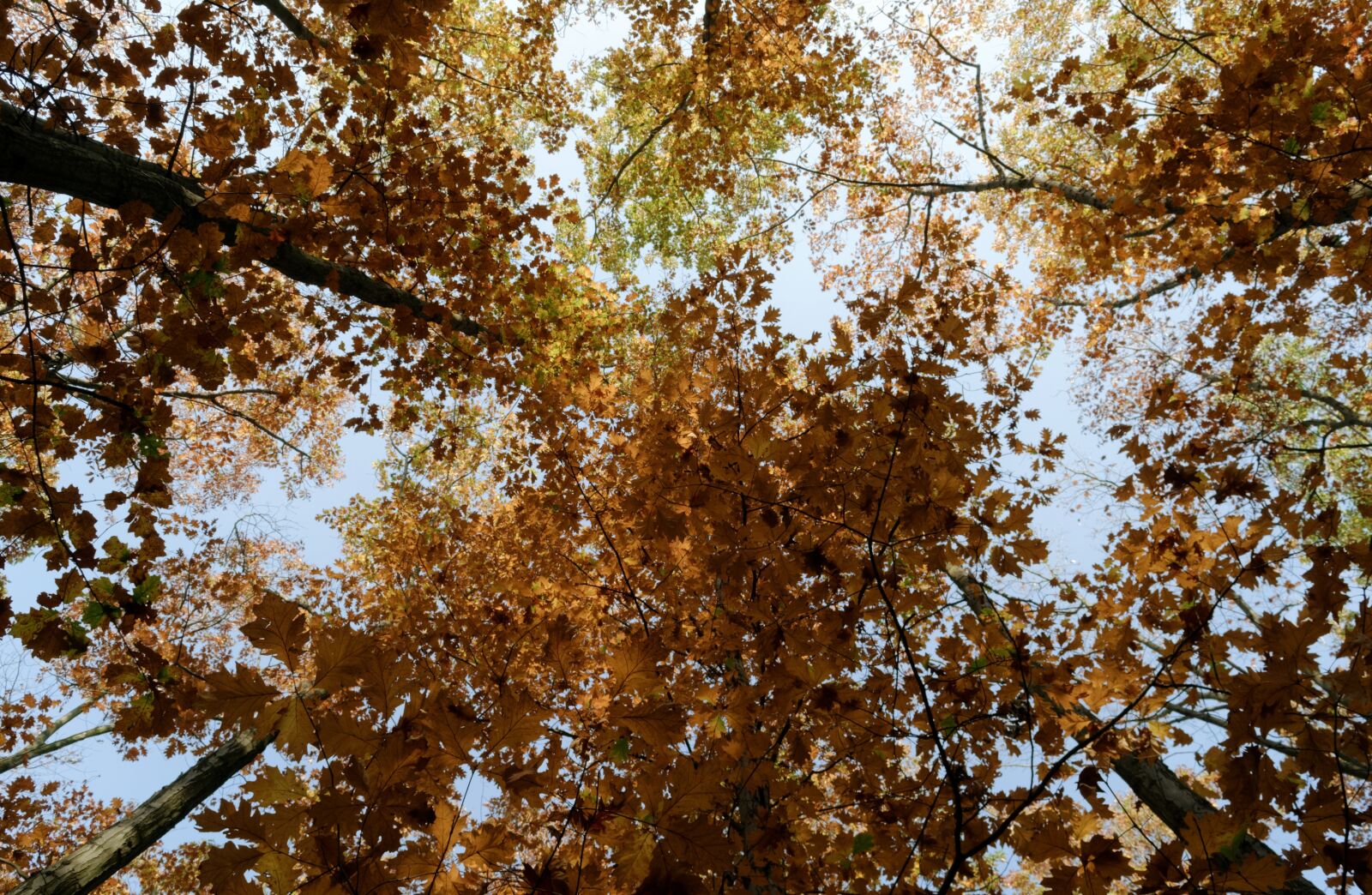Nikon D3100 sample photo. Landscape, forest, trees photography
