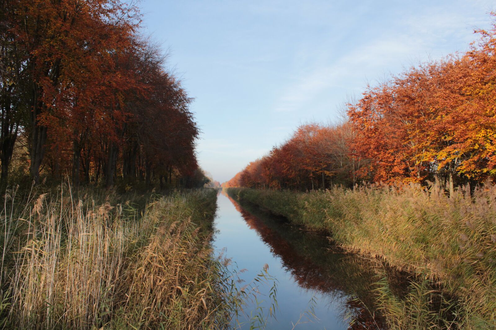 Canon EOS 600D (Rebel EOS T3i / EOS Kiss X5) sample photo. Autumn, beech, water photography