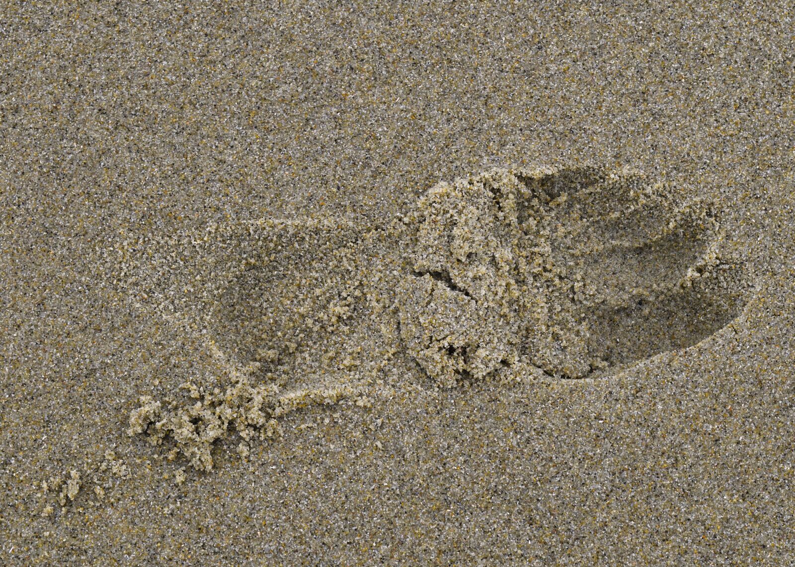 Nikon D3300 sample photo. Footprint, sand, path photography