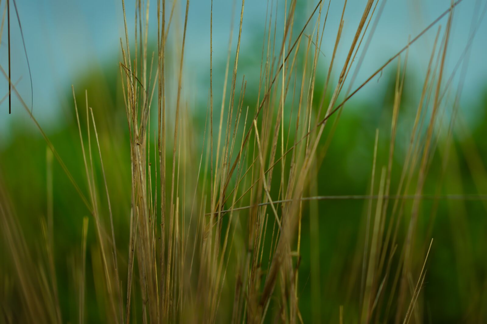Nikon D500 sample photo. Bush, dry shrubs, dry photography