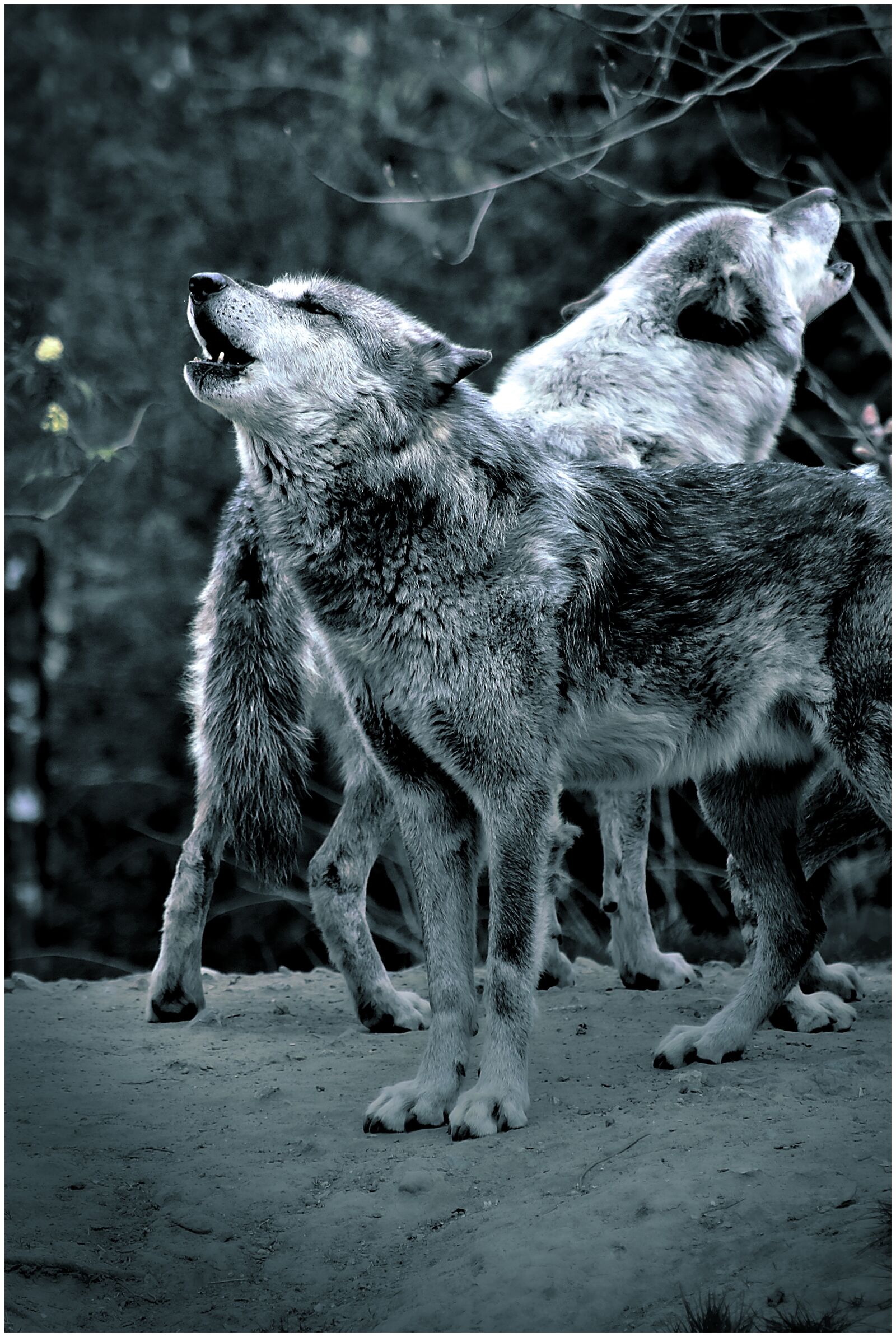 Canon EF75-300mm f/4-5.6 sample photo. Wolf, howl, forest photography