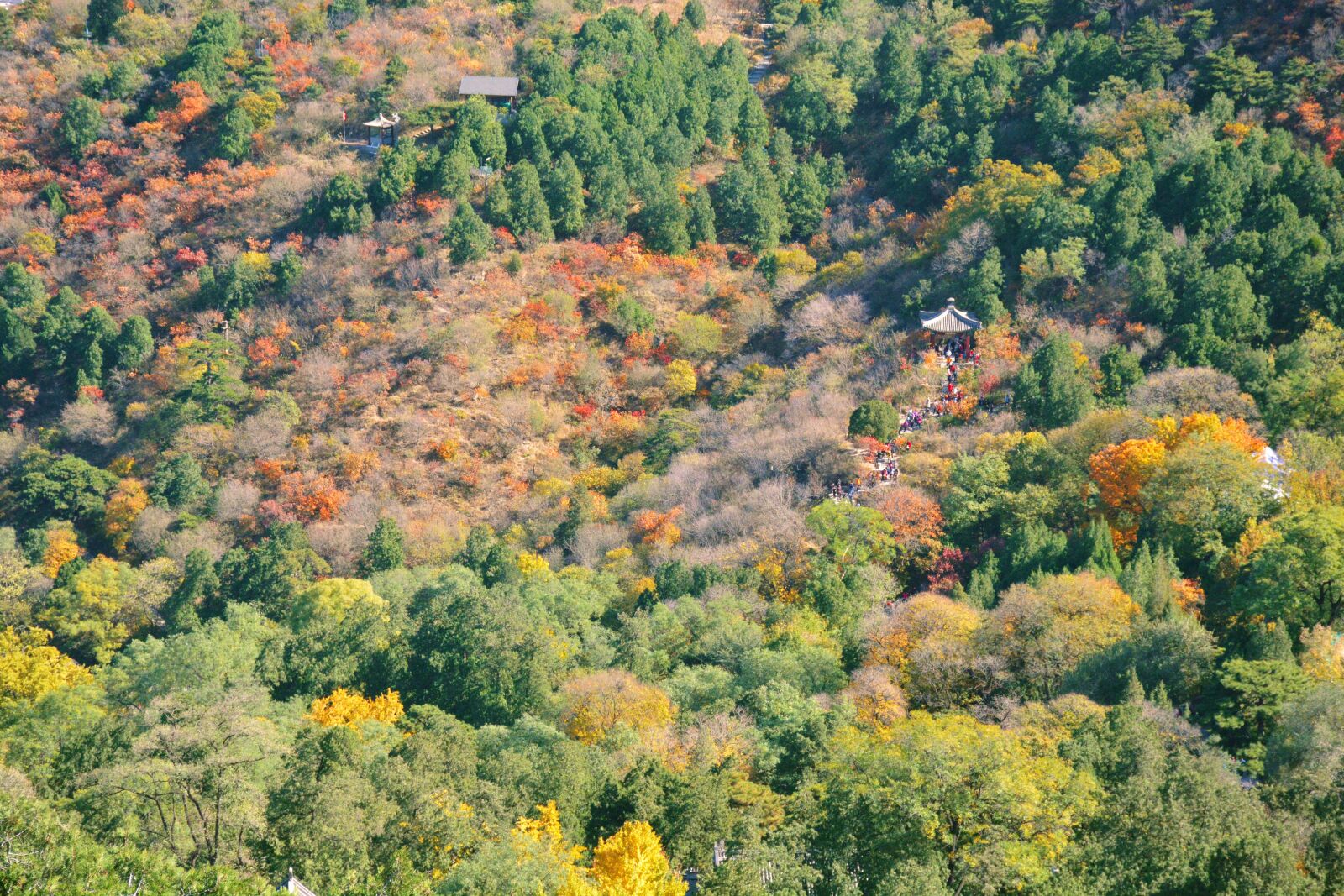 Nikon D7100 sample photo. Autumn, beijing, fragrant hill photography