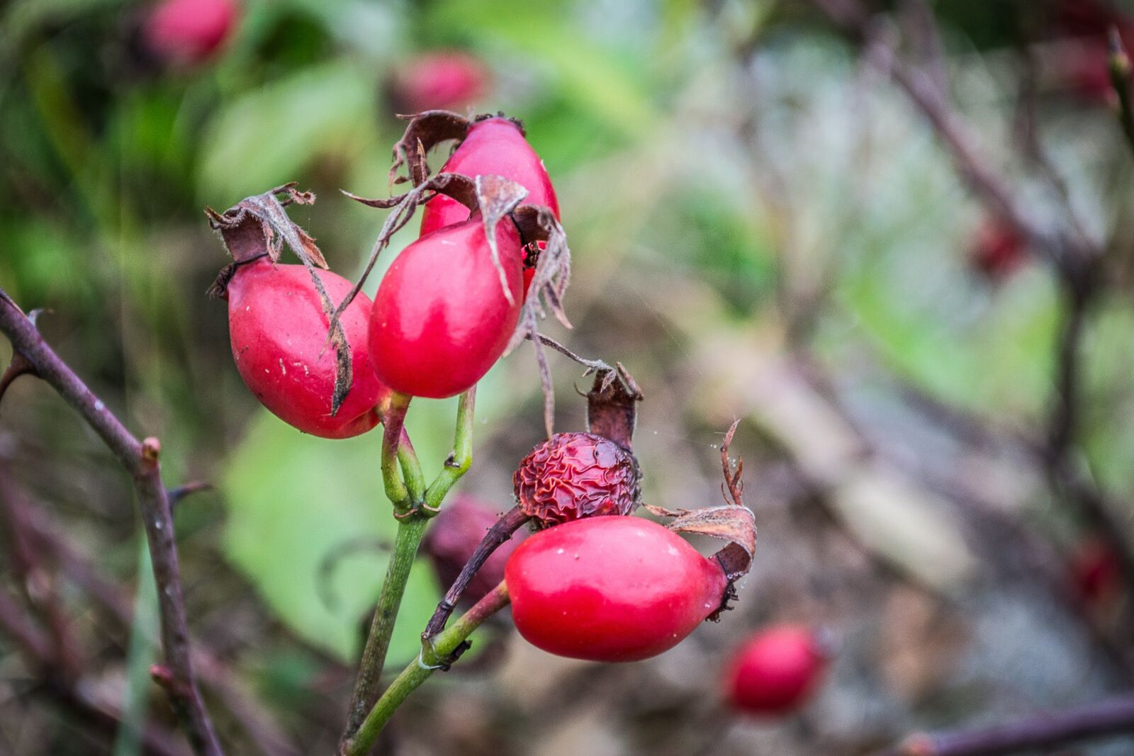 Nikon D3100 sample photo. Hip, mature, red photography
