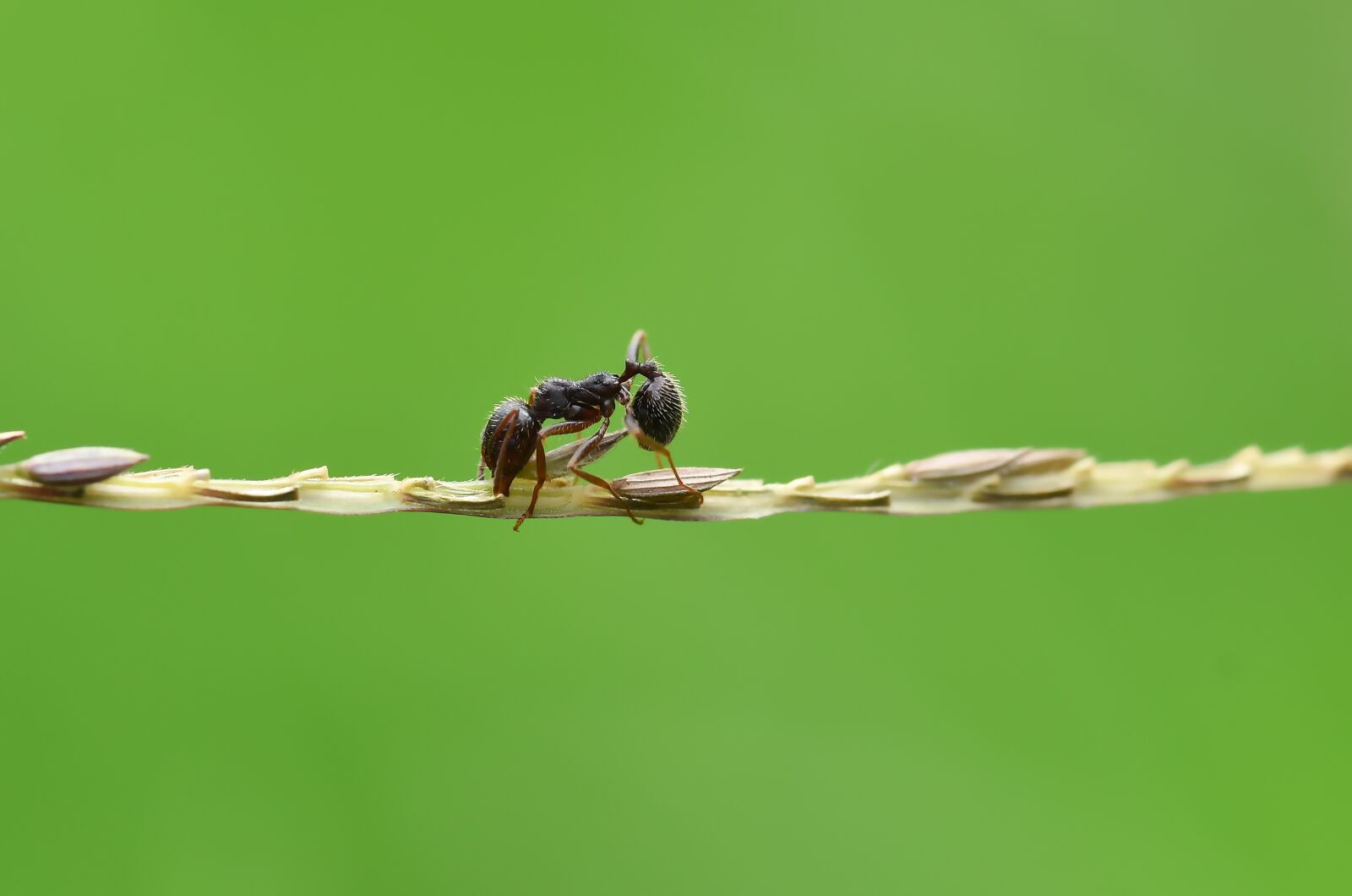 Nikon D810 sample photo. Ant, karınca, macro photography