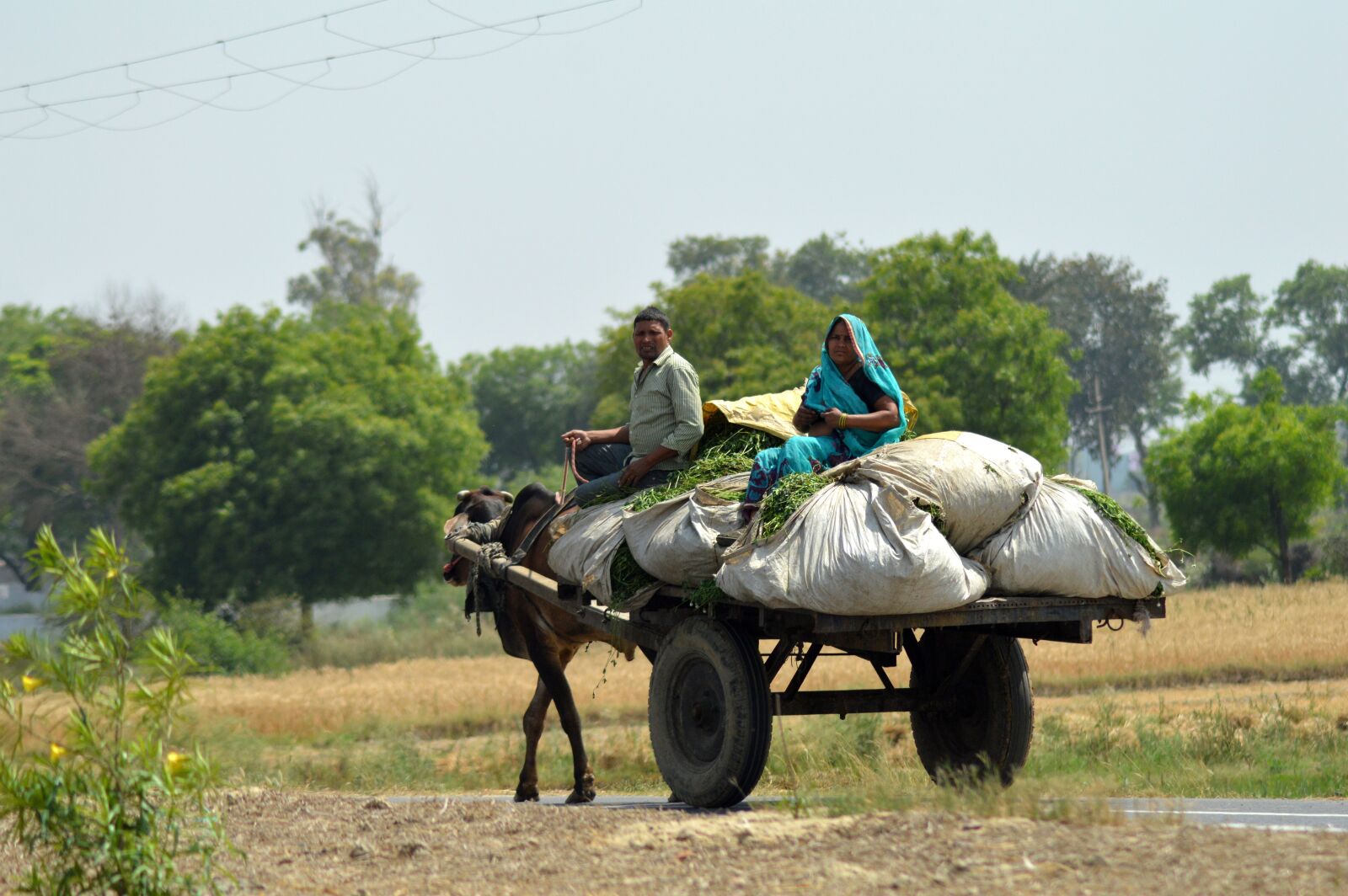 Nikon D3200 sample photo. Bullock cart, village, india photography