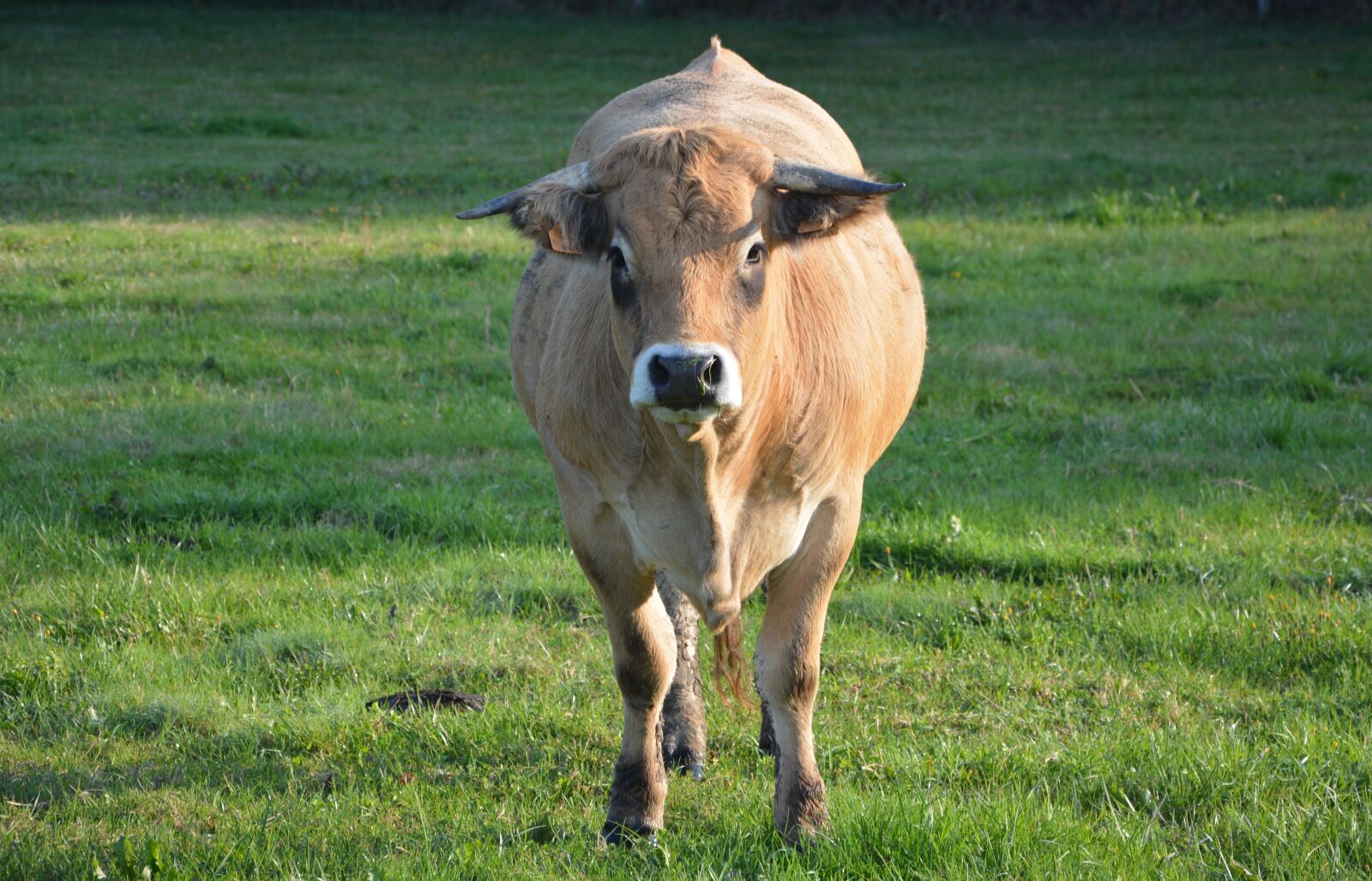 Nikon D5200 sample photo. Cow, prairie, pasture photography