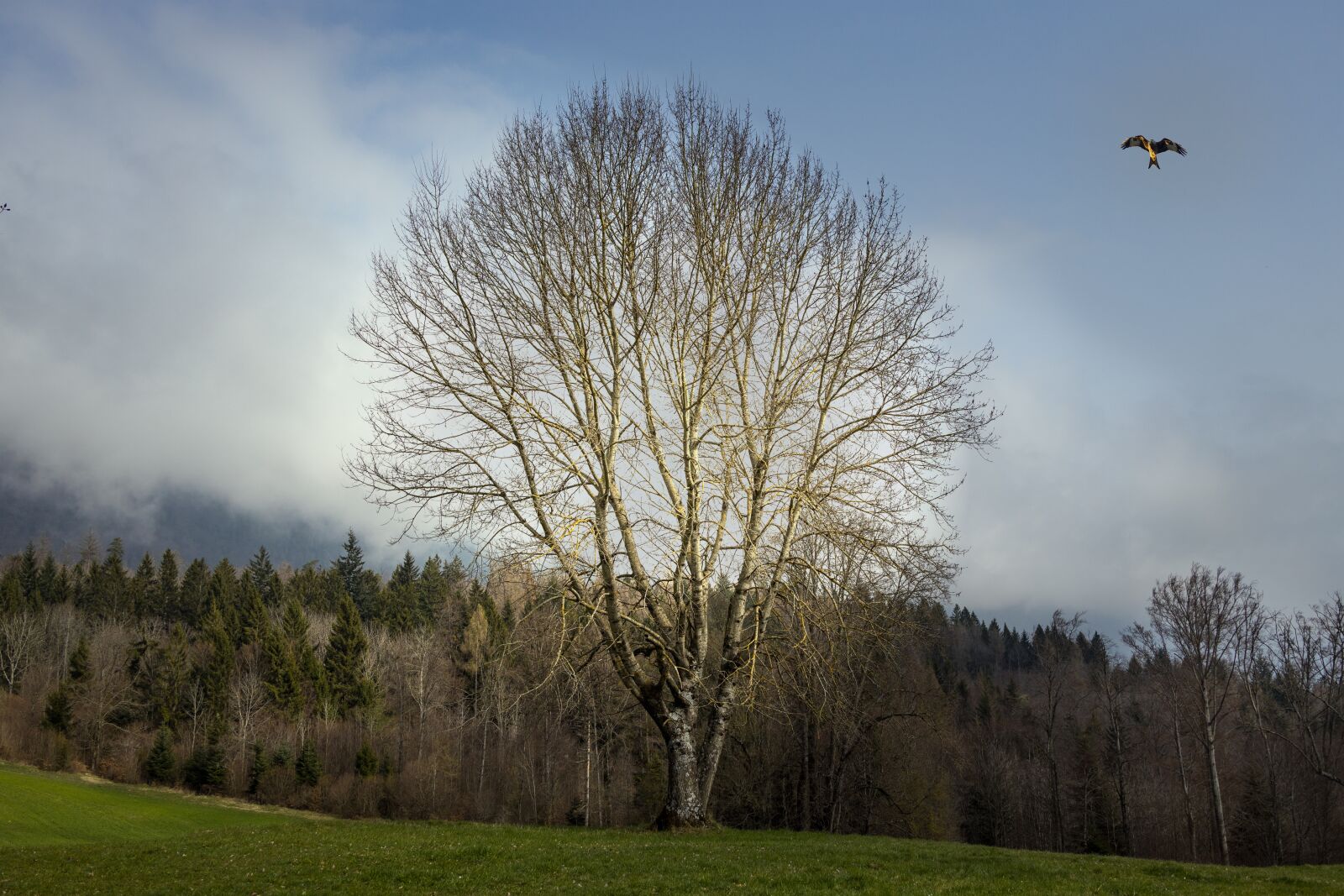 Canon EOS R sample photo. Tree, light, raptor photography