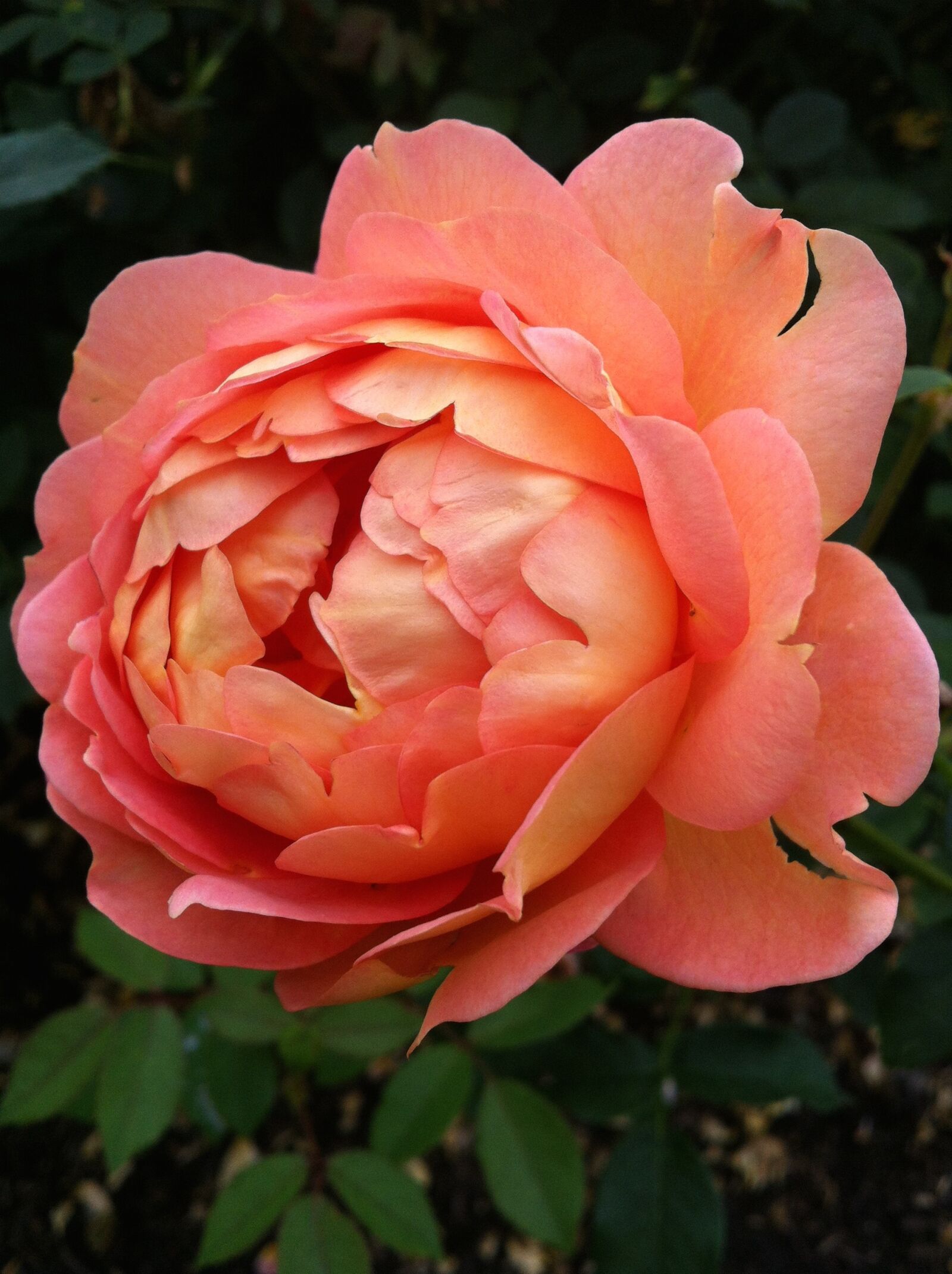 iPhone 4 back camera 3.85mm f/2.8 sample photo. Flower, rose, coral photography