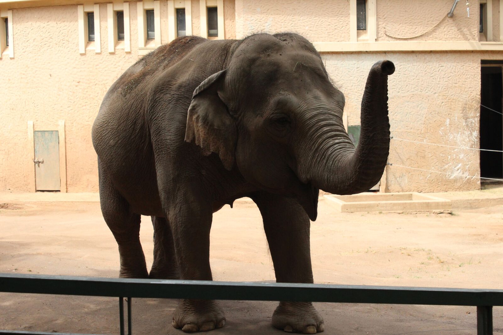 Canon EOS 1200D (EOS Rebel T5 / EOS Kiss X70 / EOS Hi) sample photo. Elephant, zoo, animal photography
