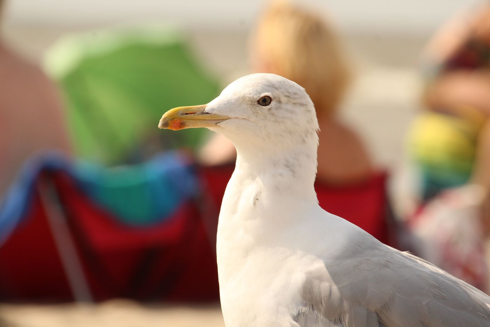 Canon EOS 1300D (EOS Rebel T6 / EOS Kiss X80) sample photo. Animal, seagull, bird photography