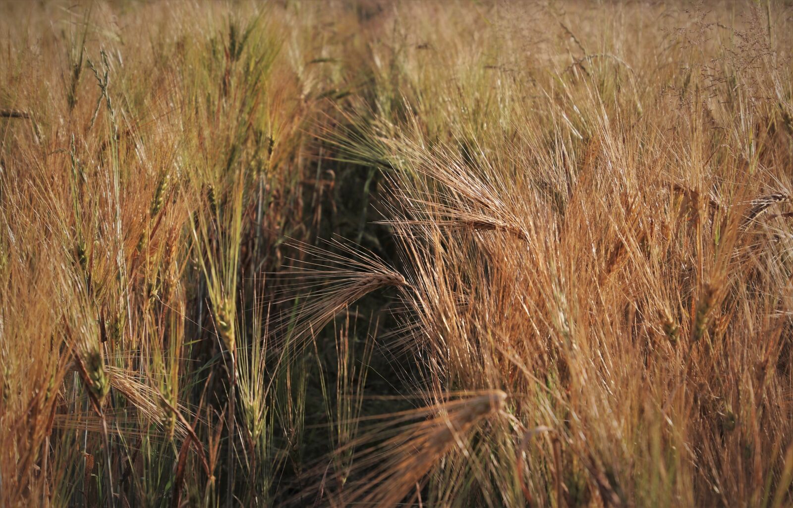 Canon EOS 80D sample photo. Wheat, summer, ears photography