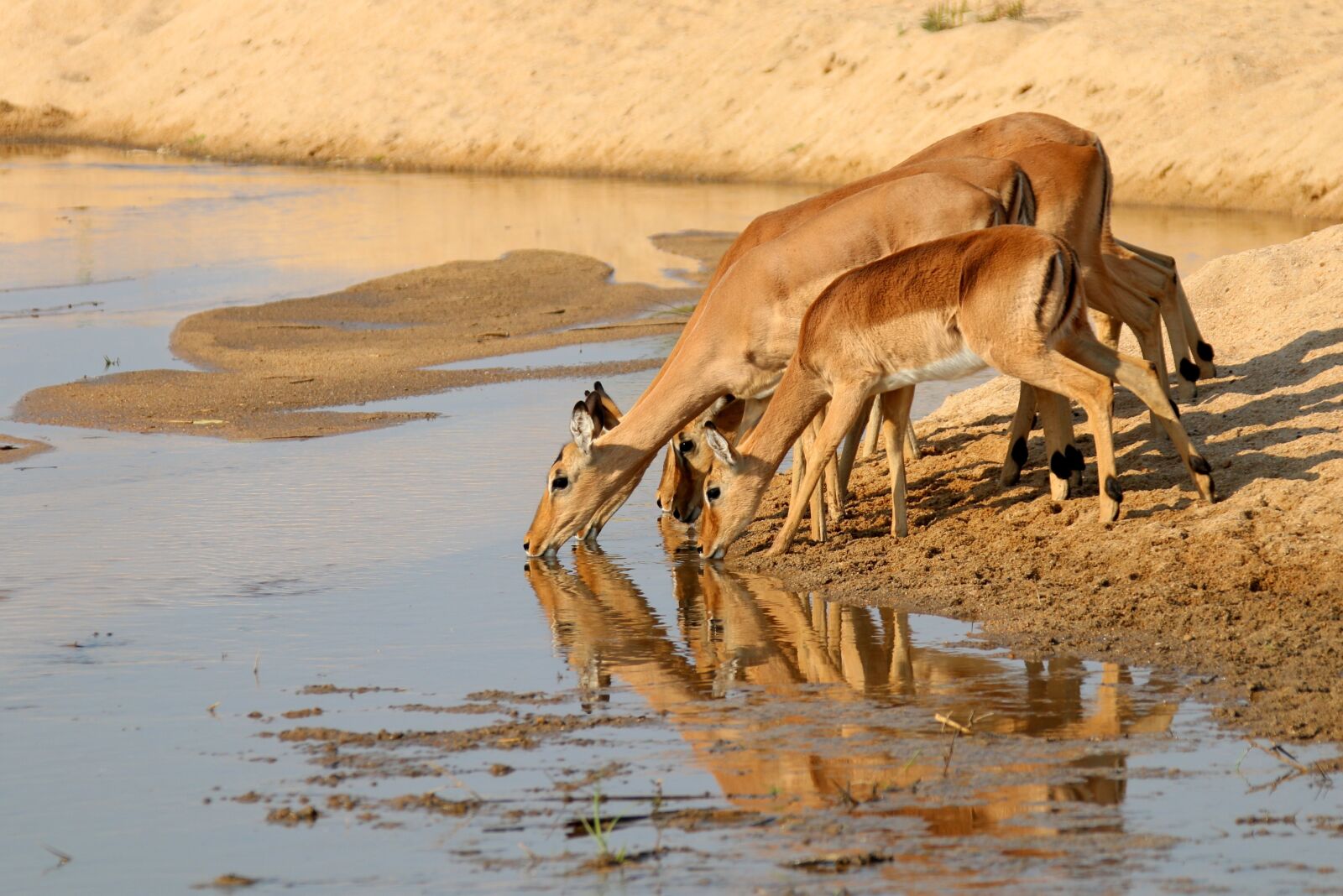 Canon EOS 70D sample photo. Gazelle, antelope, kudu photography