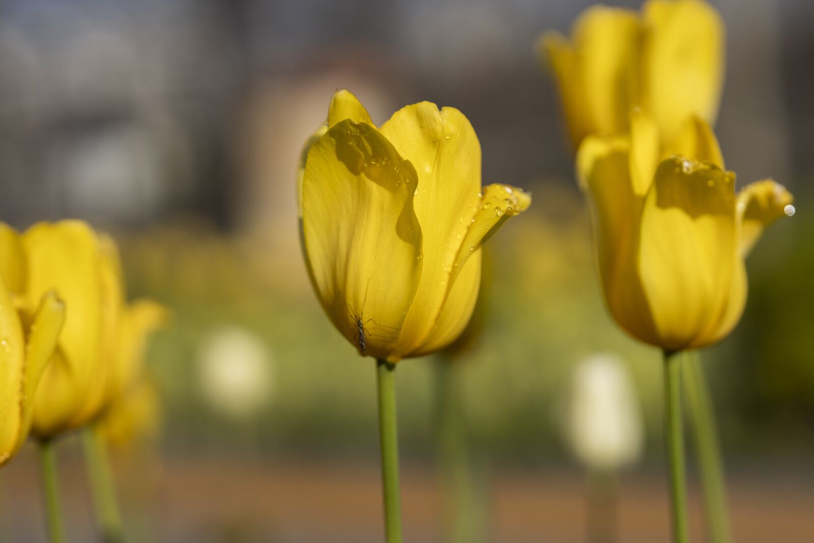 Canon RF 85mm F1.2L USM sample photo. Tulips, yellow, nature photography