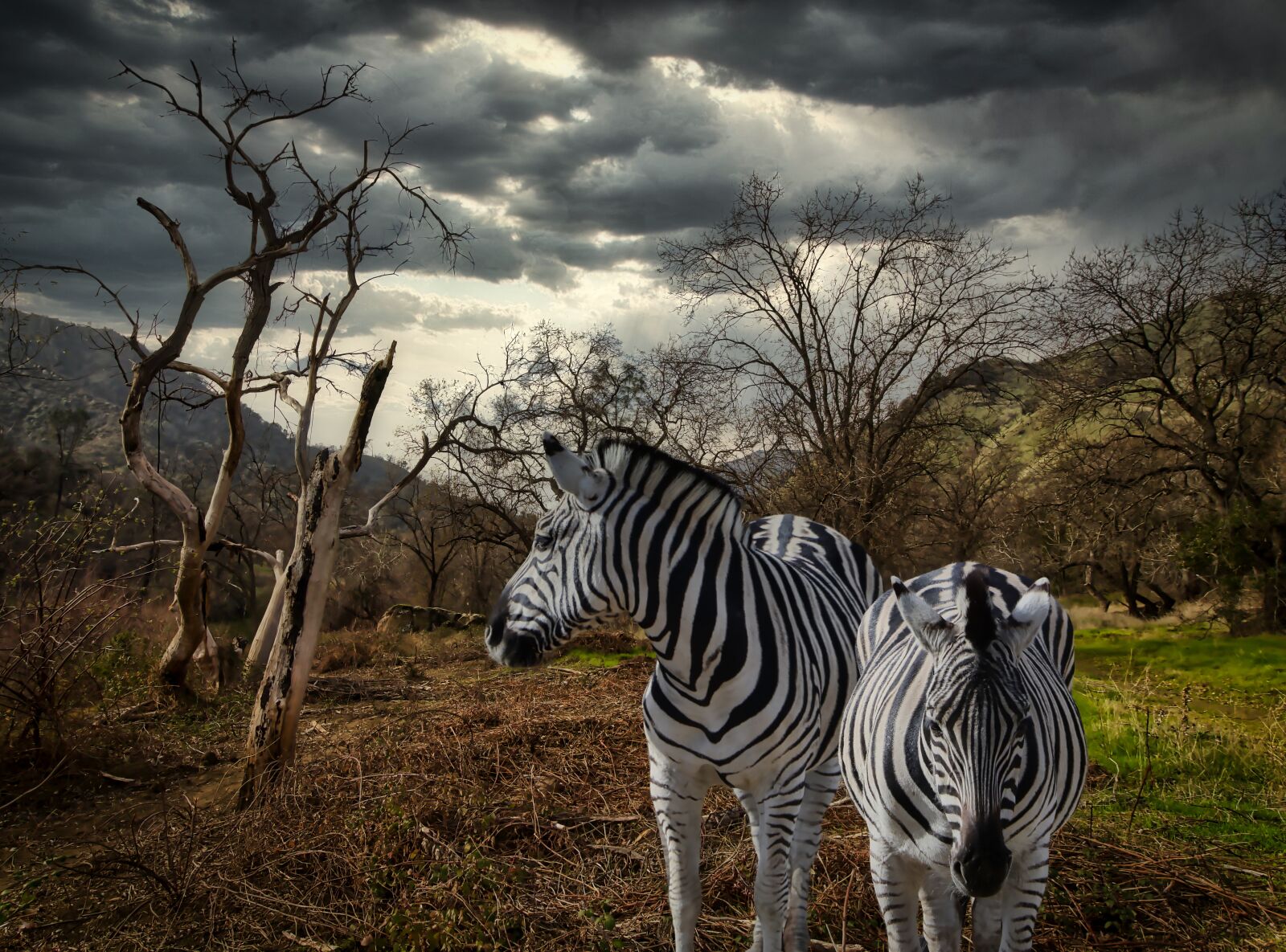 Canon EOS M5 + Canon EF-S 10-18mm F4.5–5.6 IS STM sample photo. Zebra, bush, africa photography
