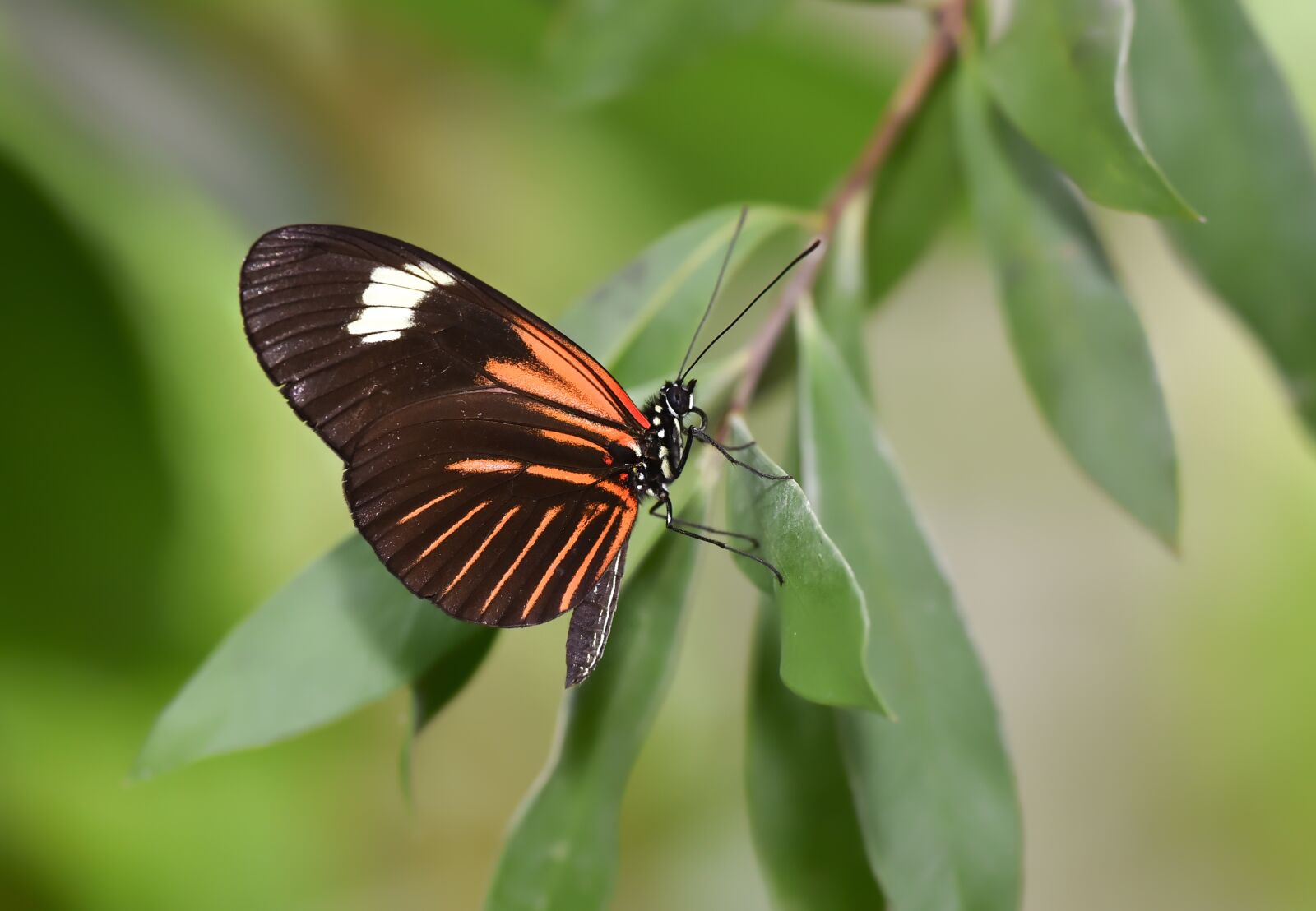 Nikon D750 sample photo. Garden, spring, butterfly photography