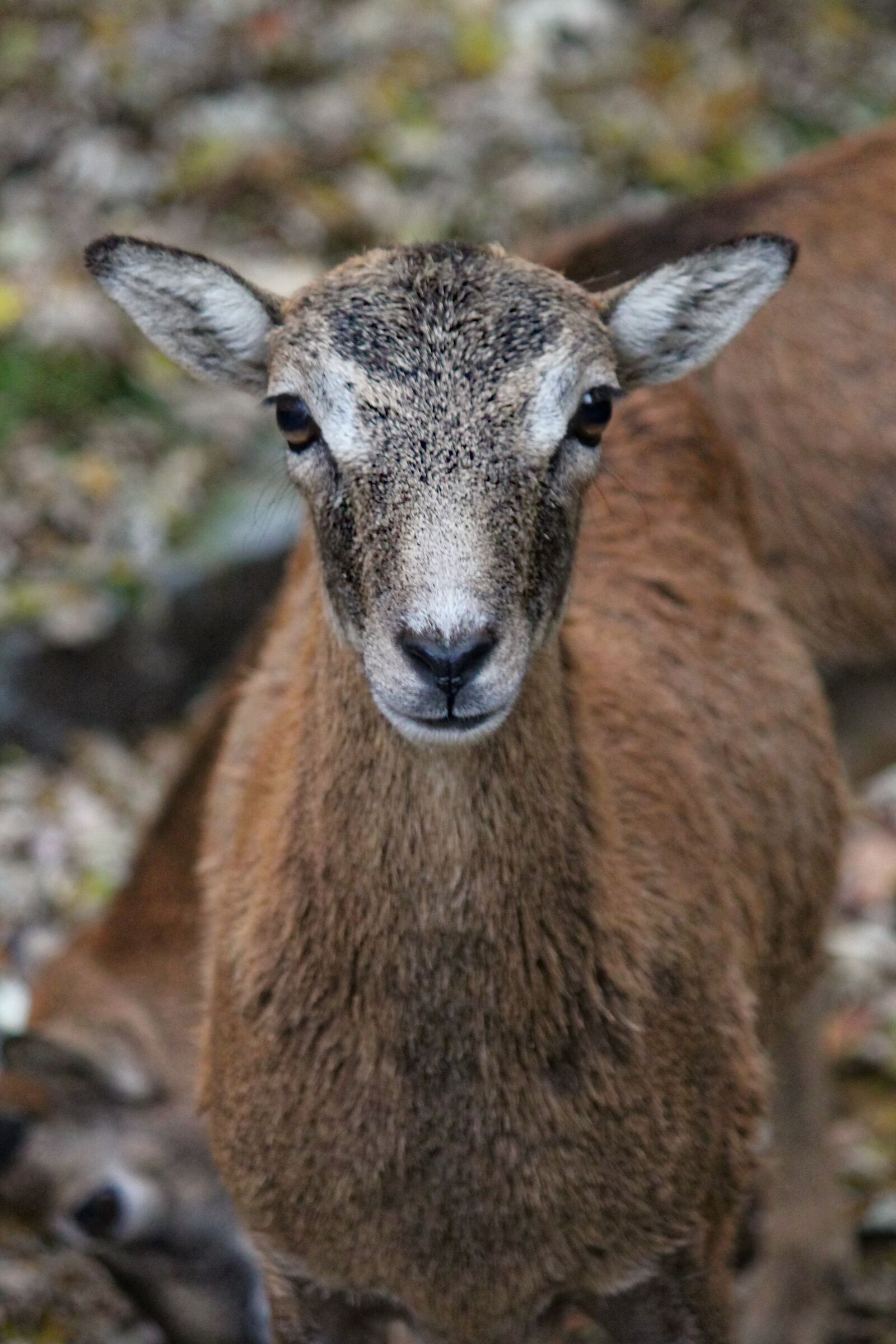 Canon EOS 550D (EOS Rebel T2i / EOS Kiss X4) sample photo. Muflon, sheep, female photography