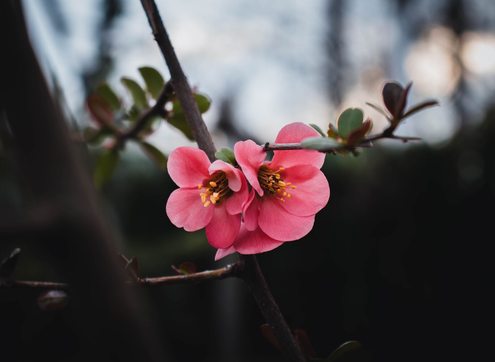 Canon EOS 77D (EOS 9000D / EOS 770D) sample photo. Flower, pink flower, spring photography