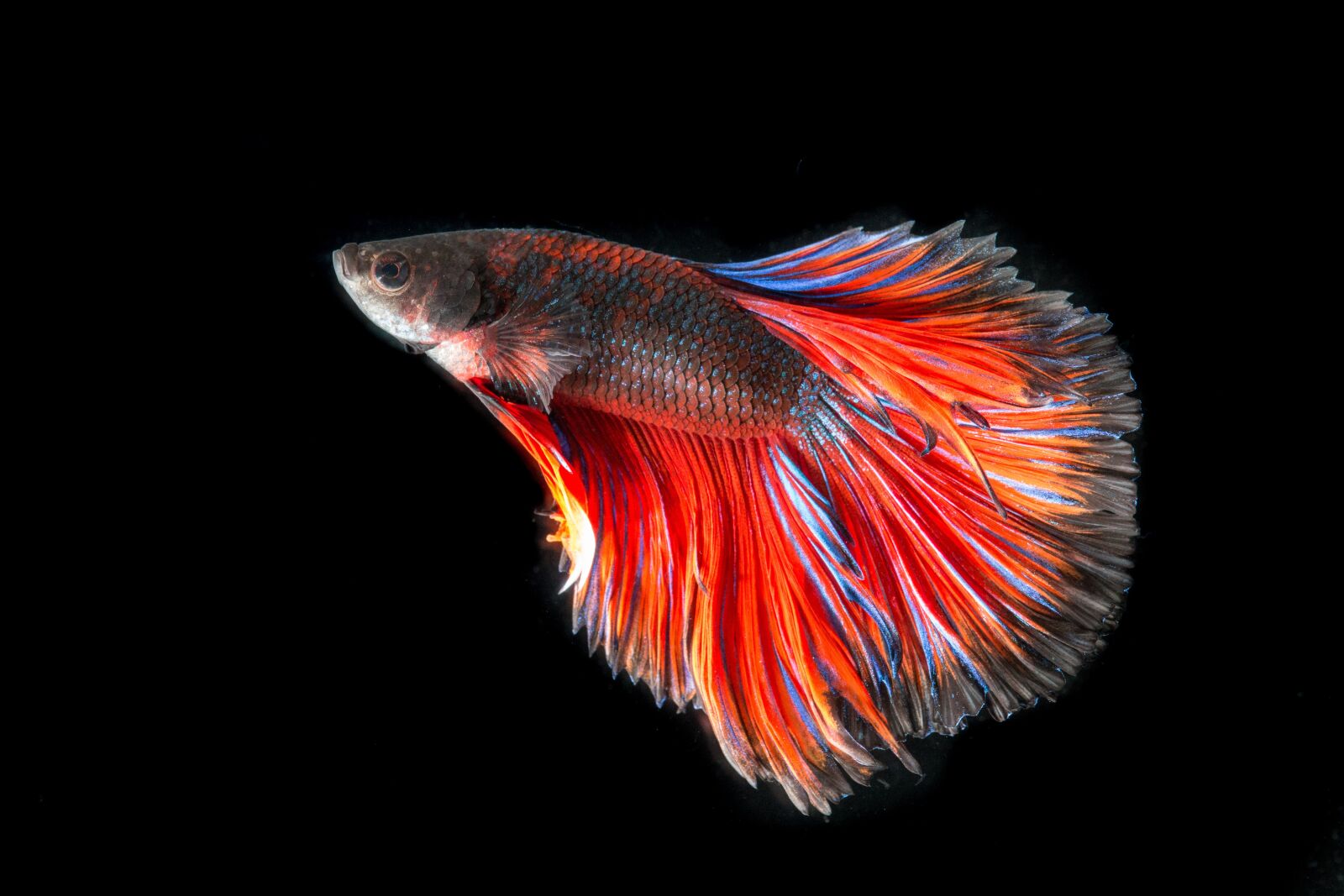 Canon EOS 70D + Canon EF-S 55-250mm F4-5.6 IS STM sample photo. Fighting fish, fish, three photography