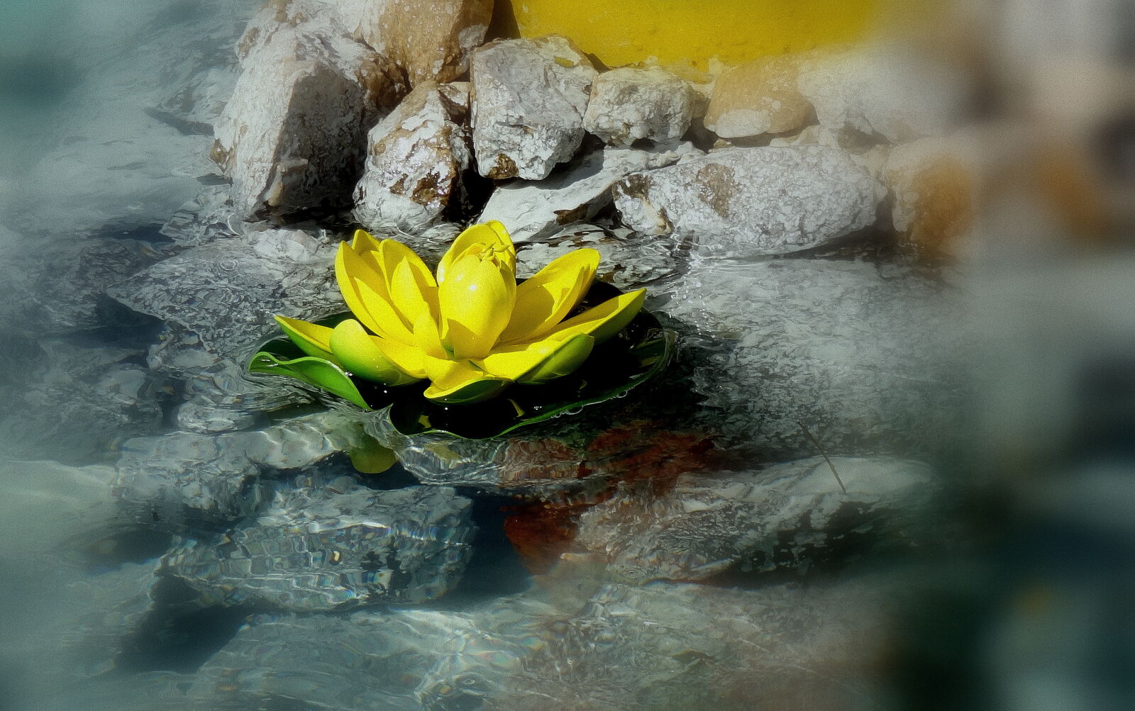 Sony Cyber-shot DSC-HX9V sample photo. Close, up, of, yellow photography