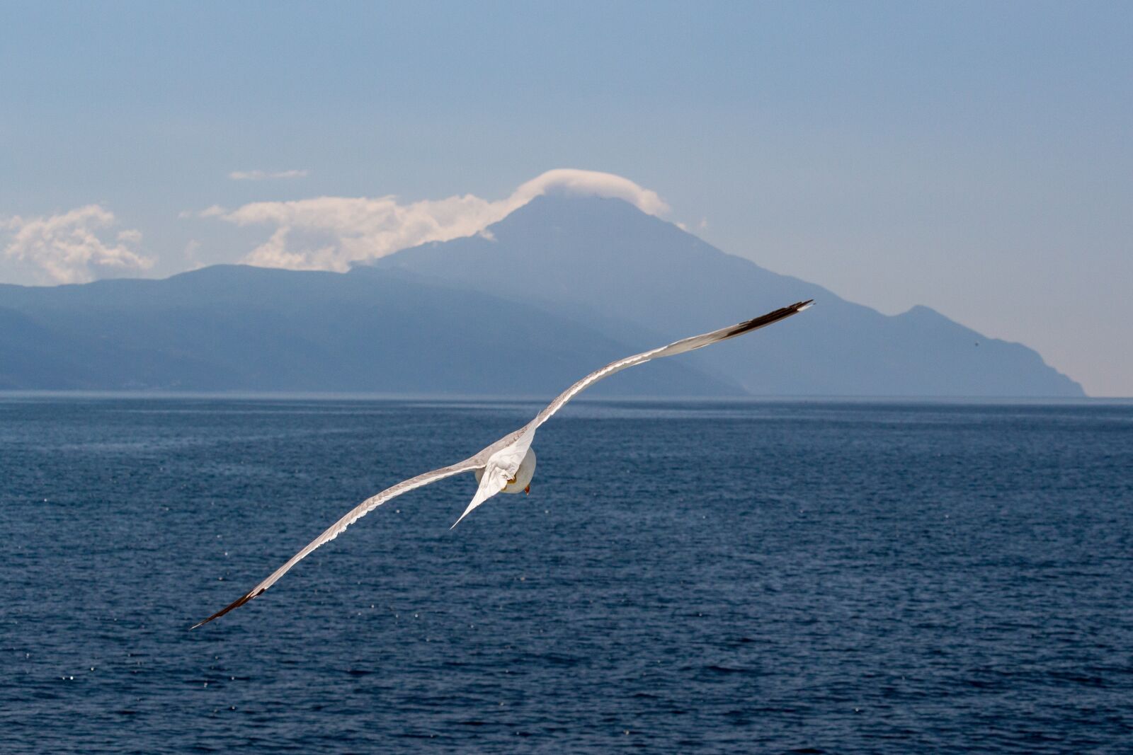 Canon EOS 100D (EOS Rebel SL1 / EOS Kiss X7) sample photo. Seagull, flying, in flight photography