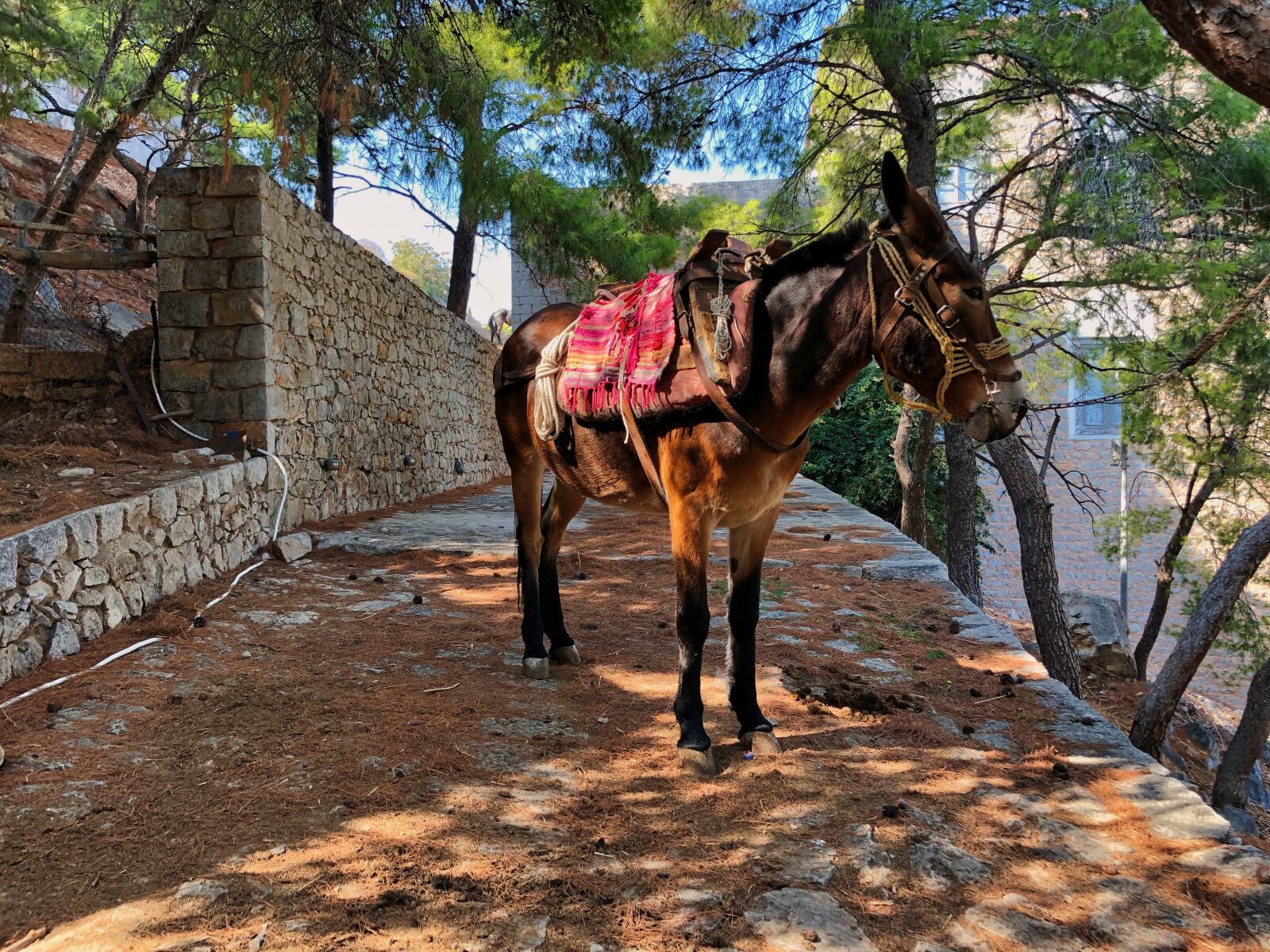 iPhone X back dual camera 4mm f/1.8 sample photo. Donkey, saddle, hydra photography