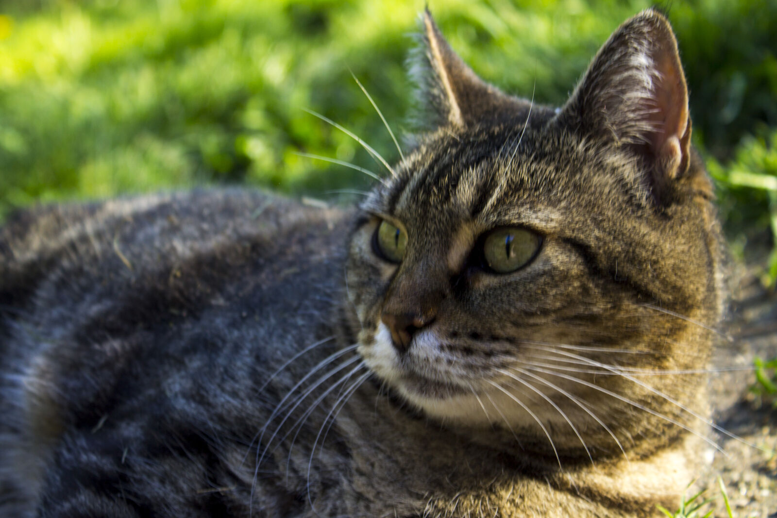 Canon EOS 1100D (EOS Rebel T3 / EOS Kiss X50) sample photo. Cat, close, up, close photography