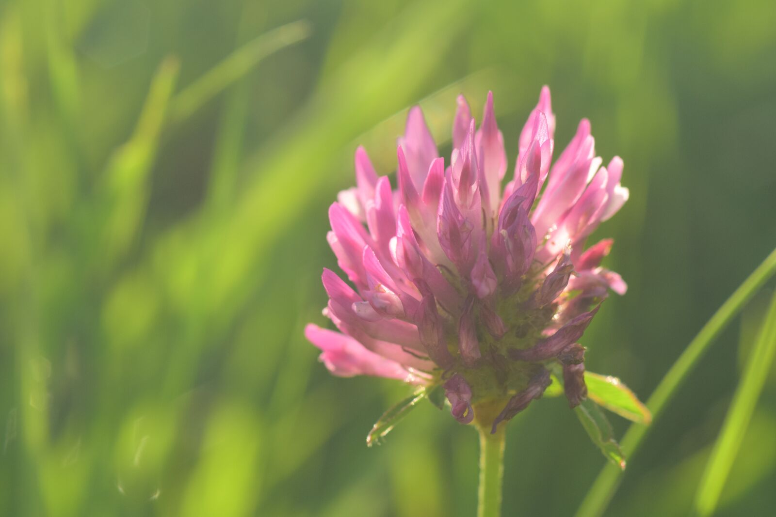 Nikon D3300 sample photo. Klee, red clover, pointed photography