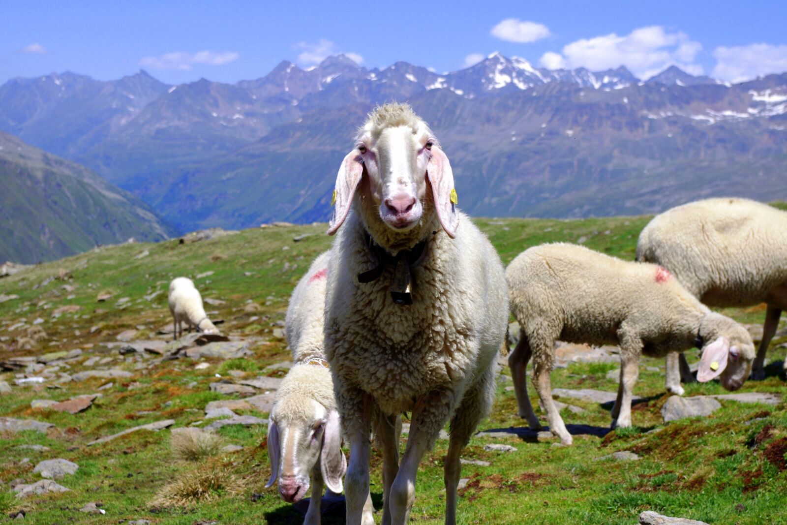 Pentax K-x sample photo. Animals, sheep, nature photography