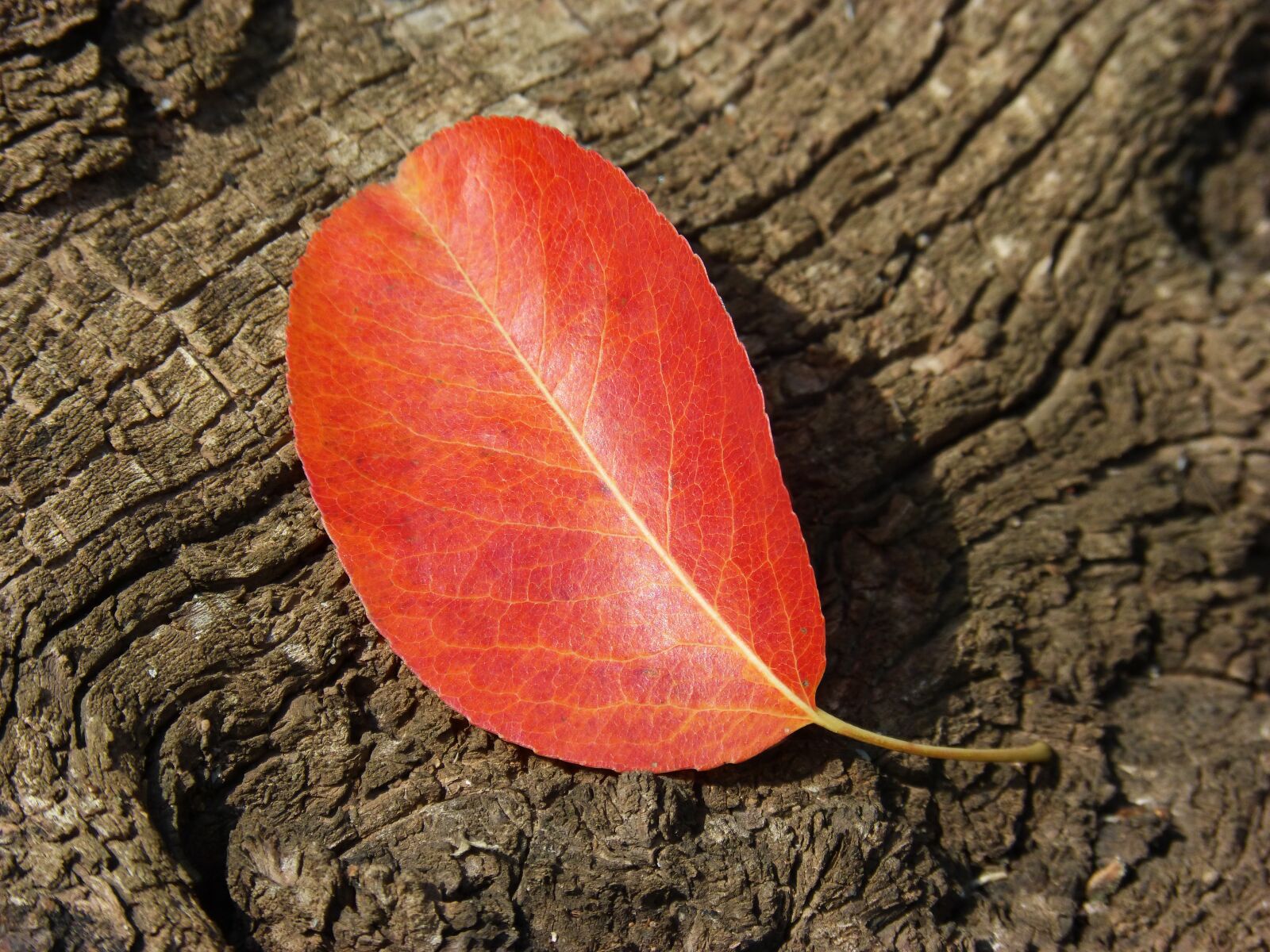 Panasonic DMC-FZ62 sample photo. Leaf, red leaf, autumn photography